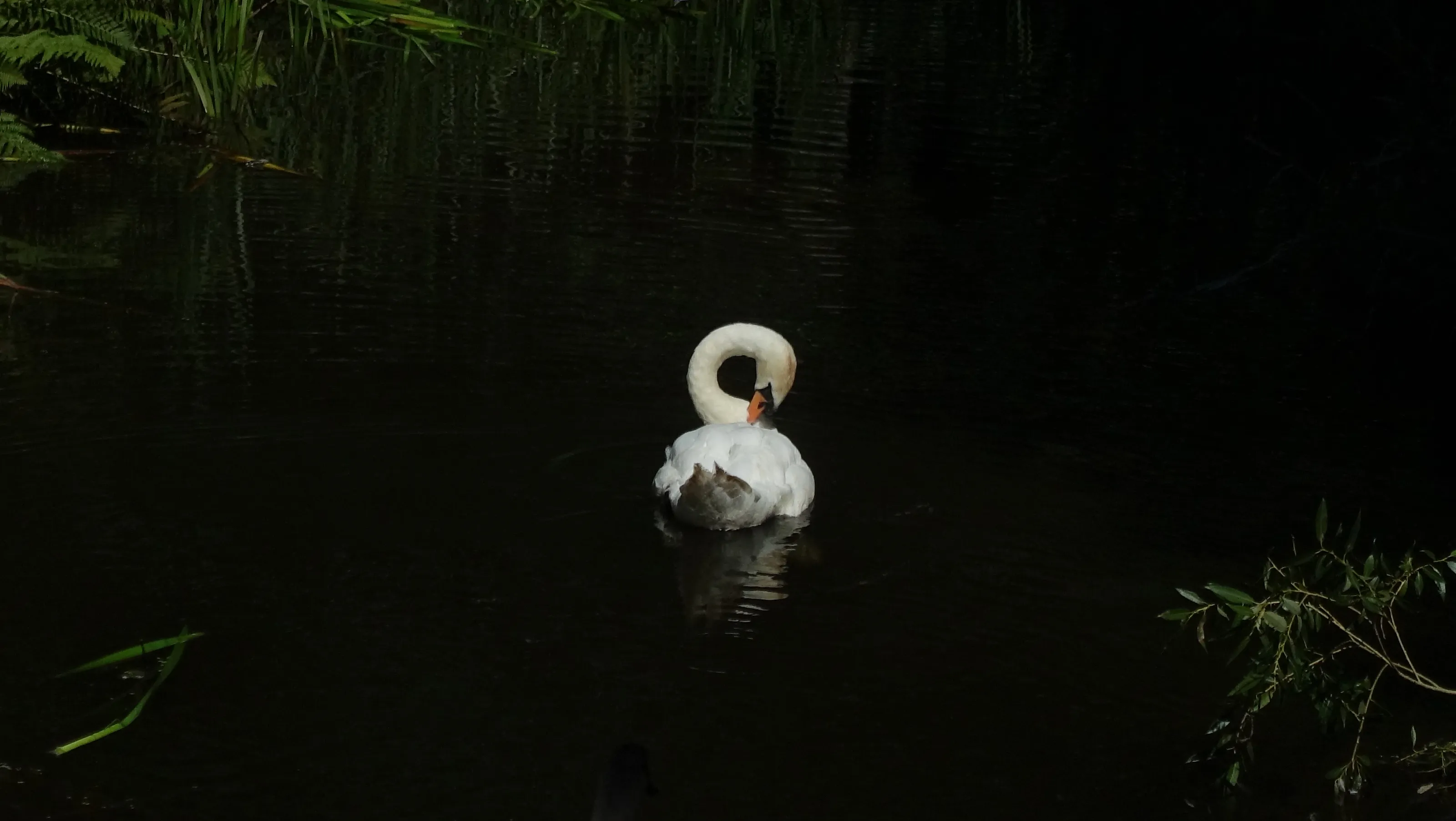 Twist of Swan