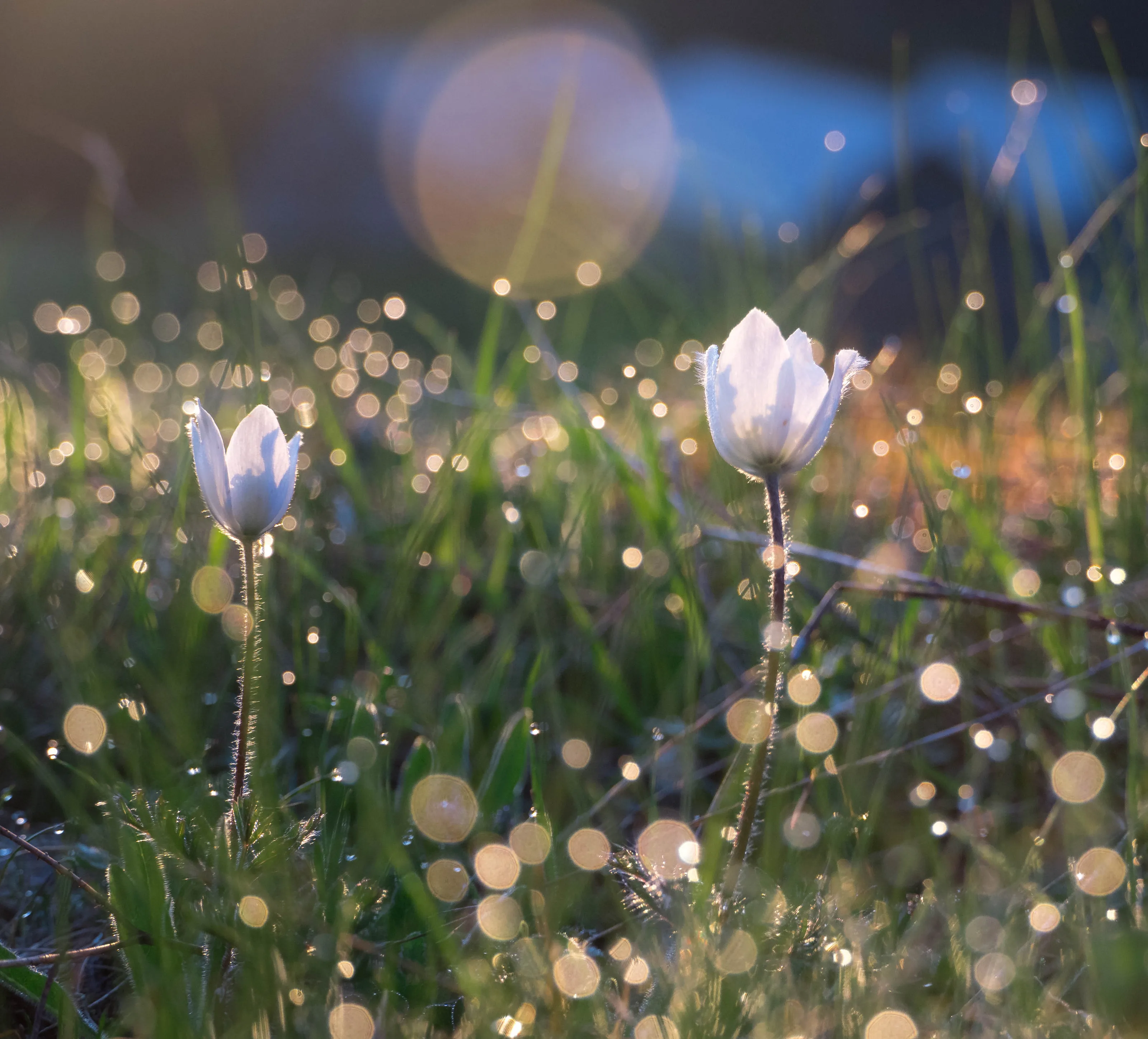 Mountain wild flowers