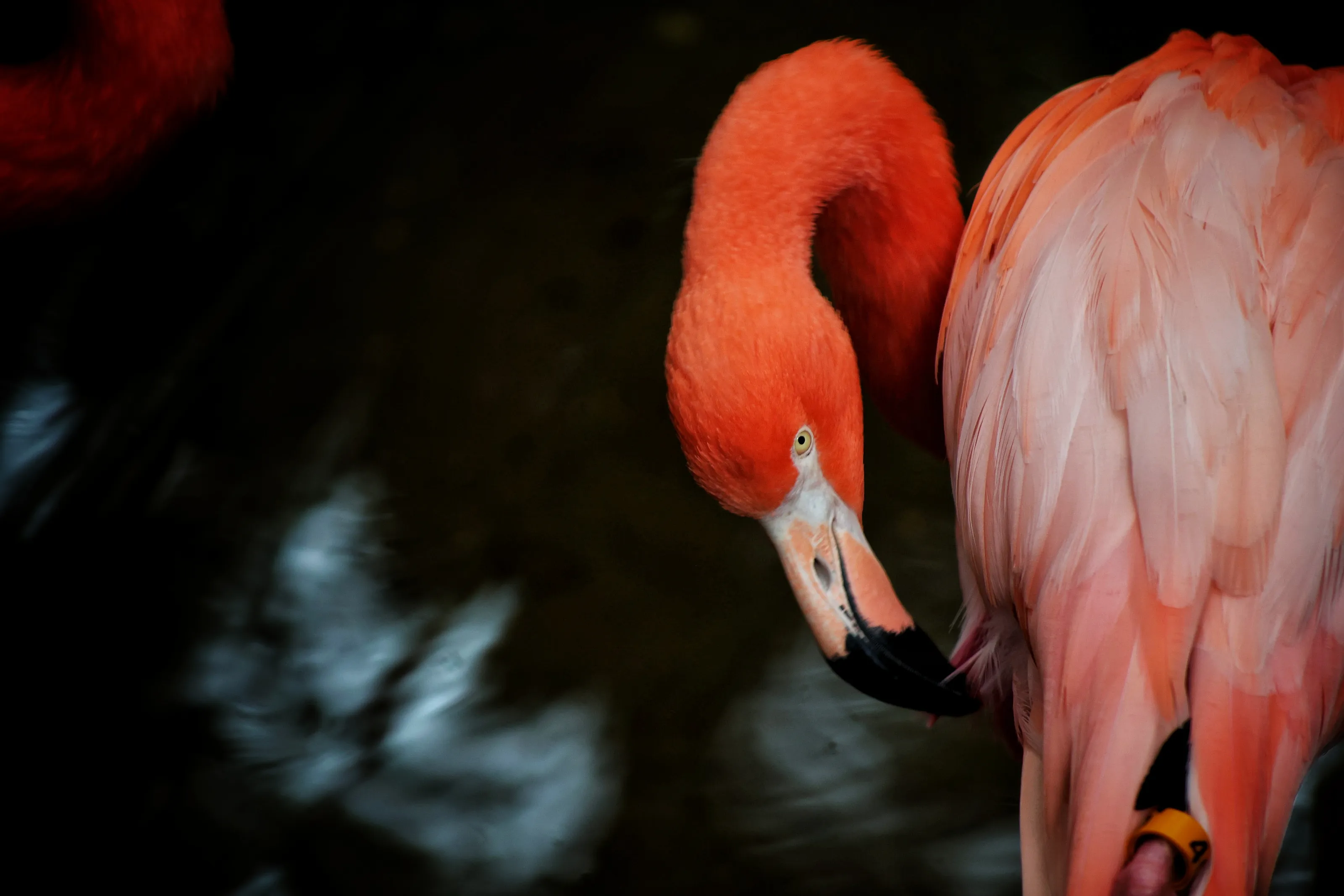 Flamingoat