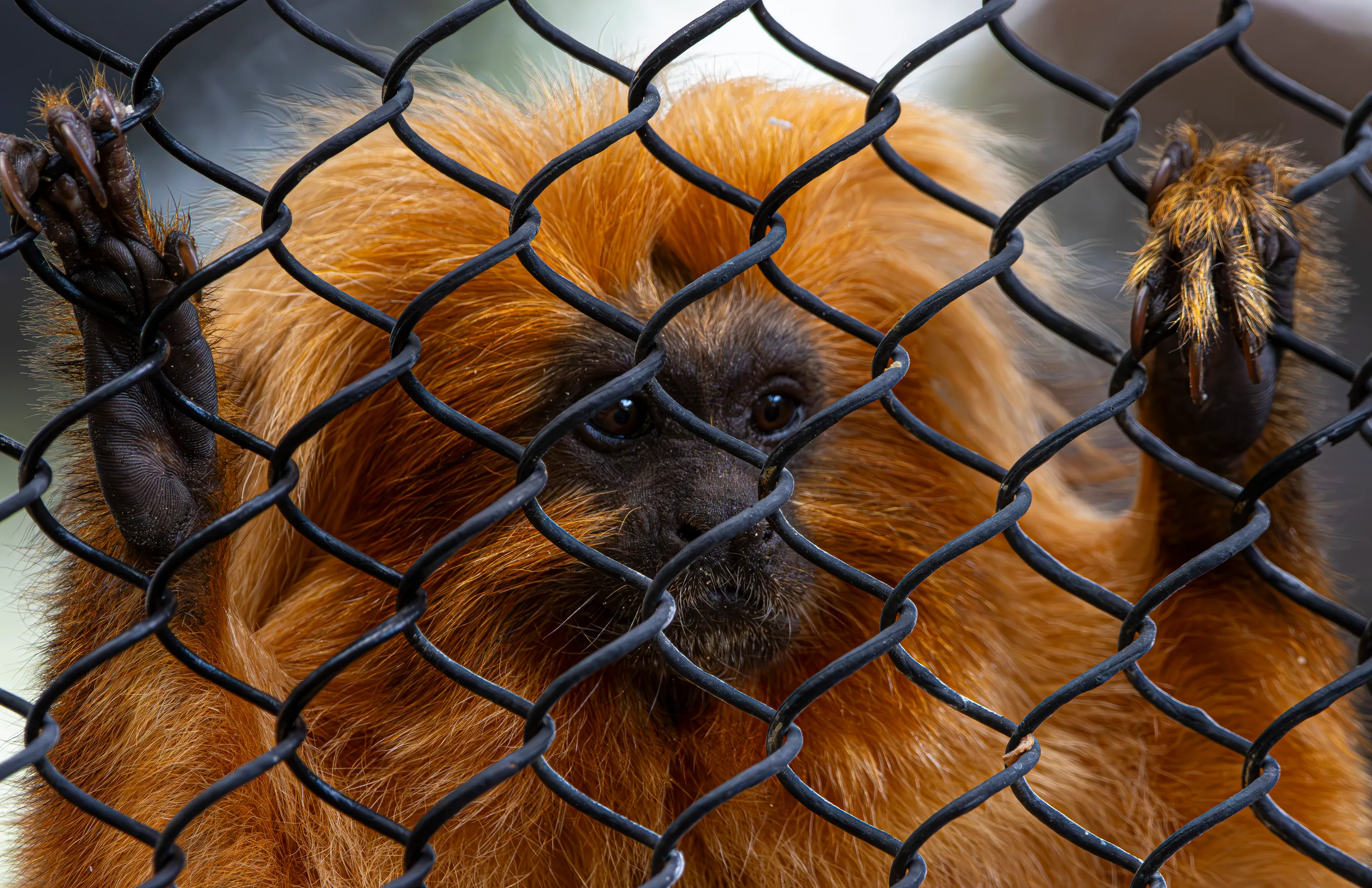 Caged, Contained or Enclosed