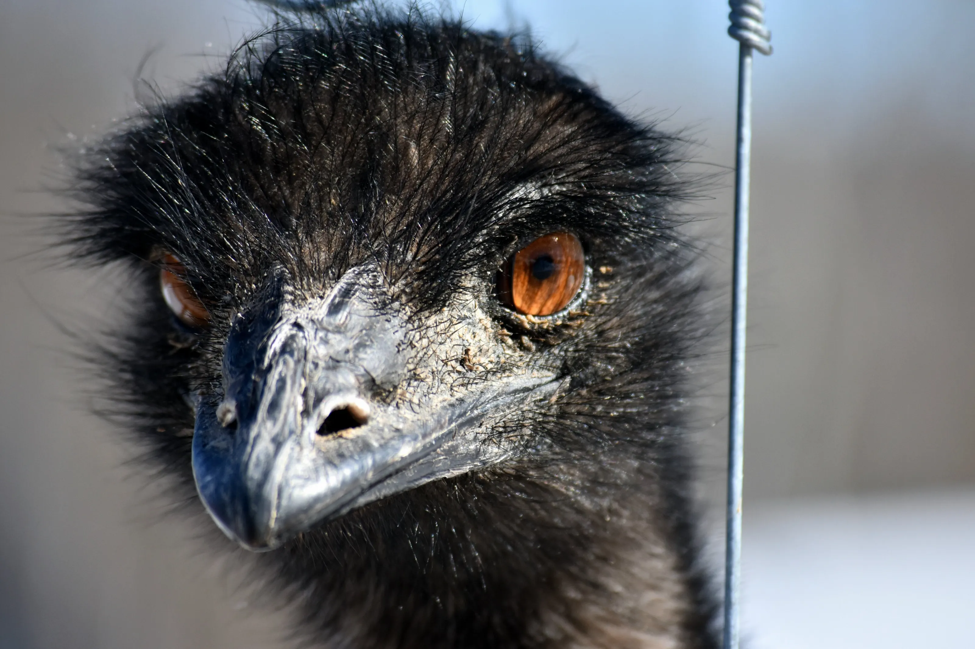 Emus, Rheas and Ostriches