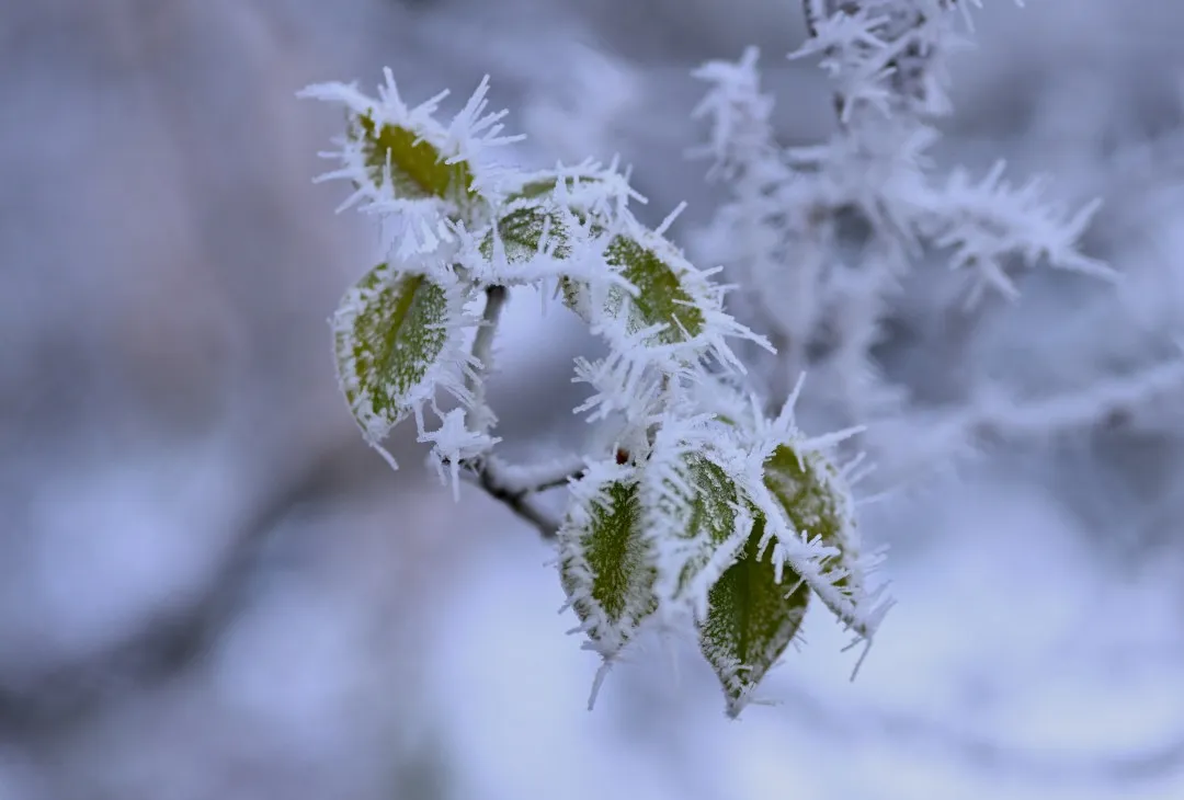 Trees and Leaves Coated in Ice and Frost