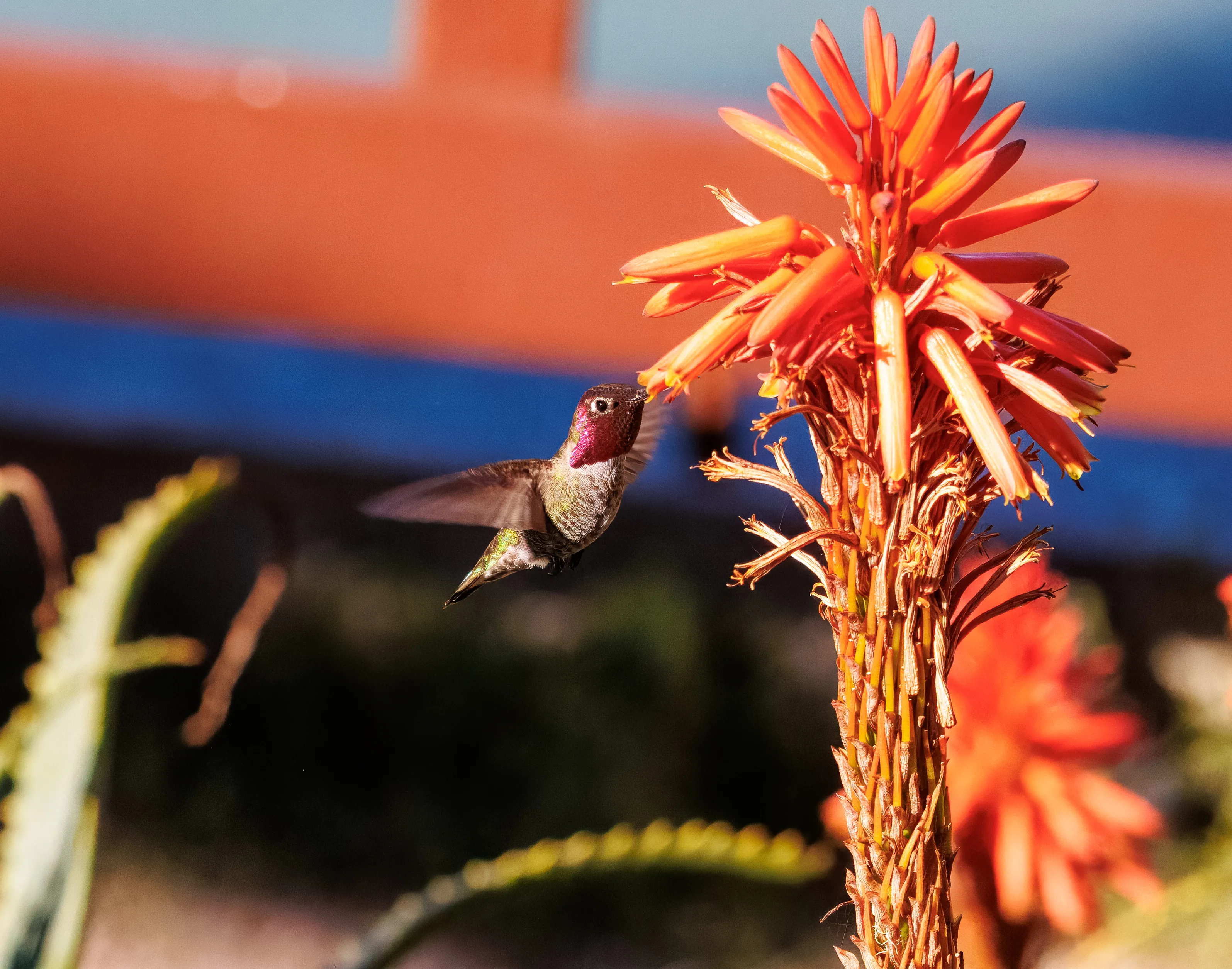 Hummingbirds (not on feeders)