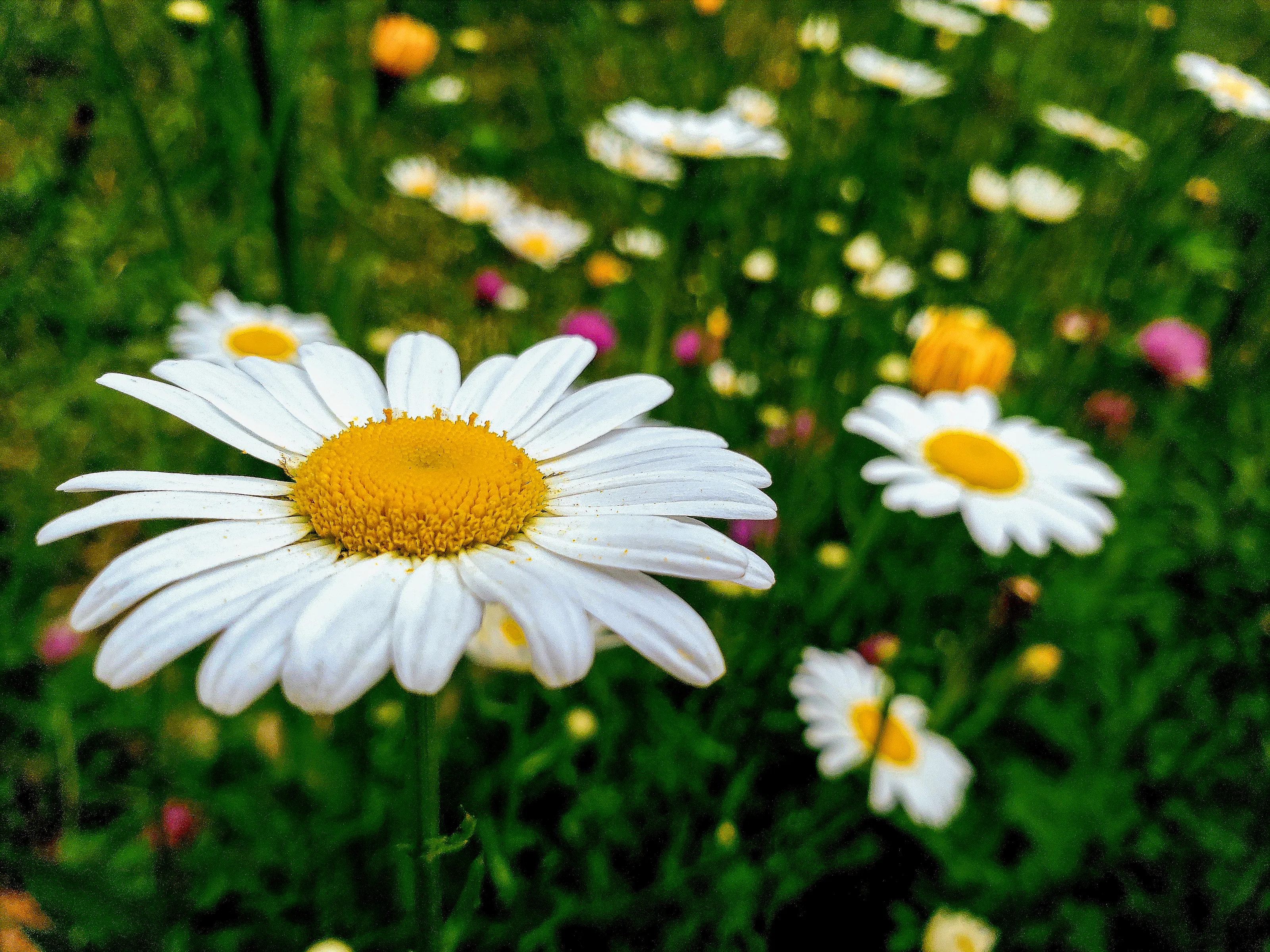 Daisies on display