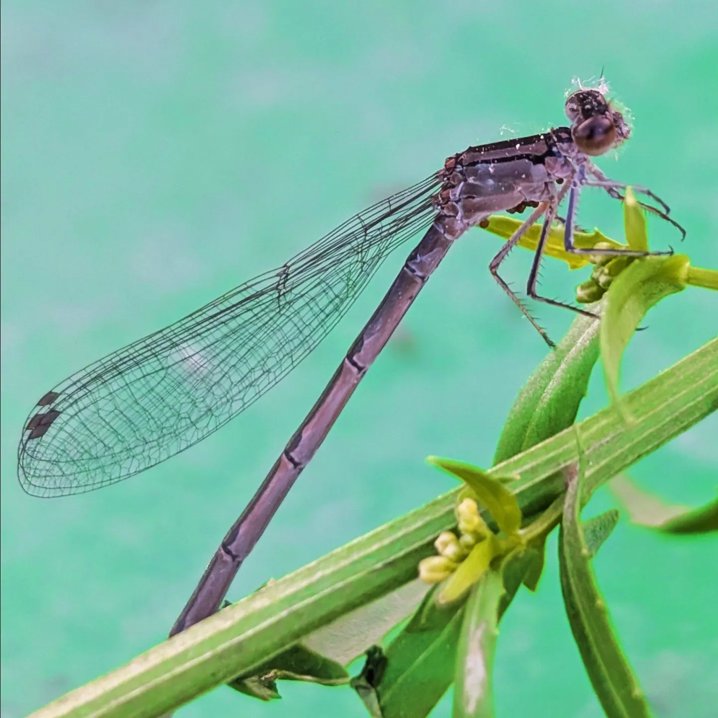 Hidden beauty