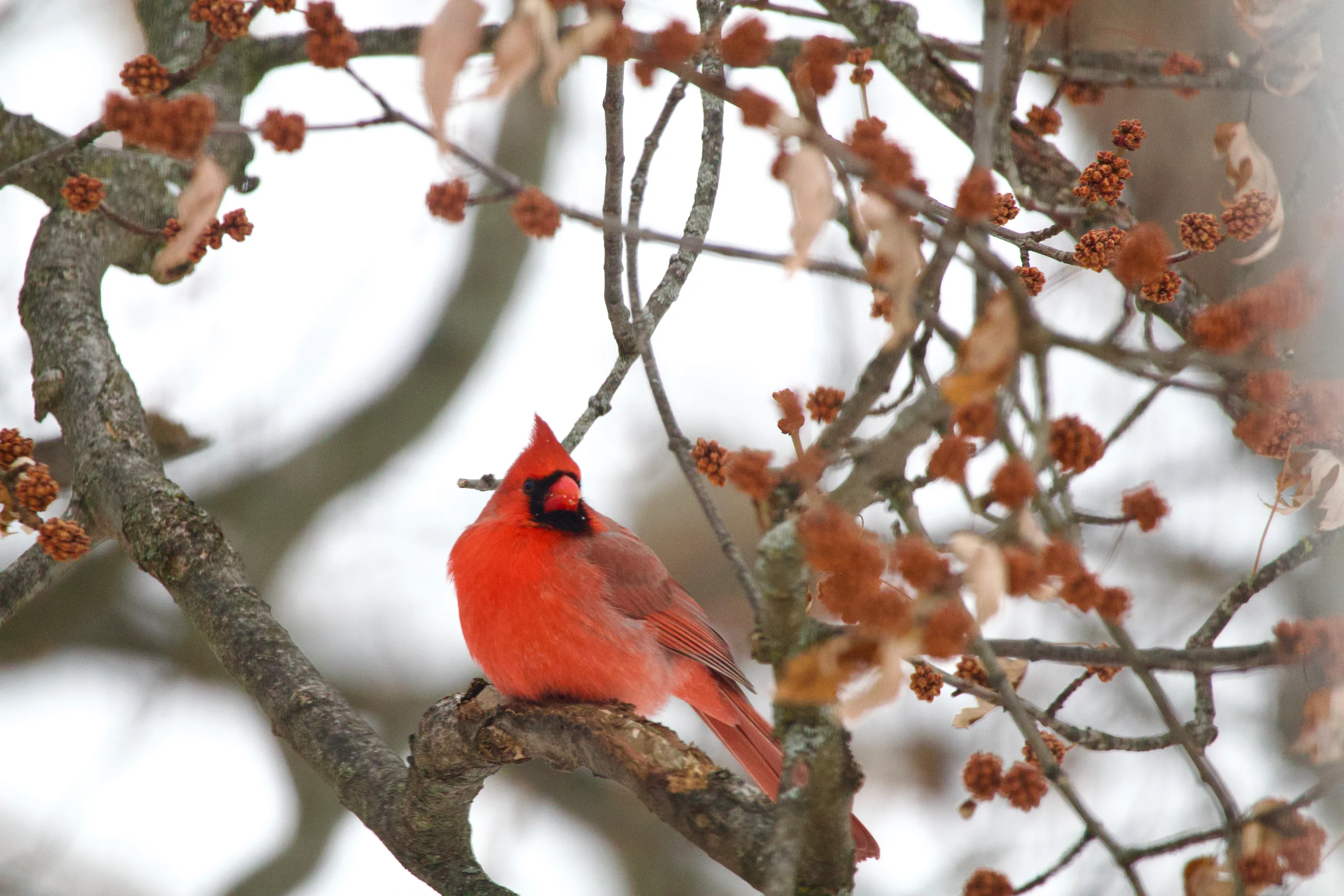 Cardinal in Winter