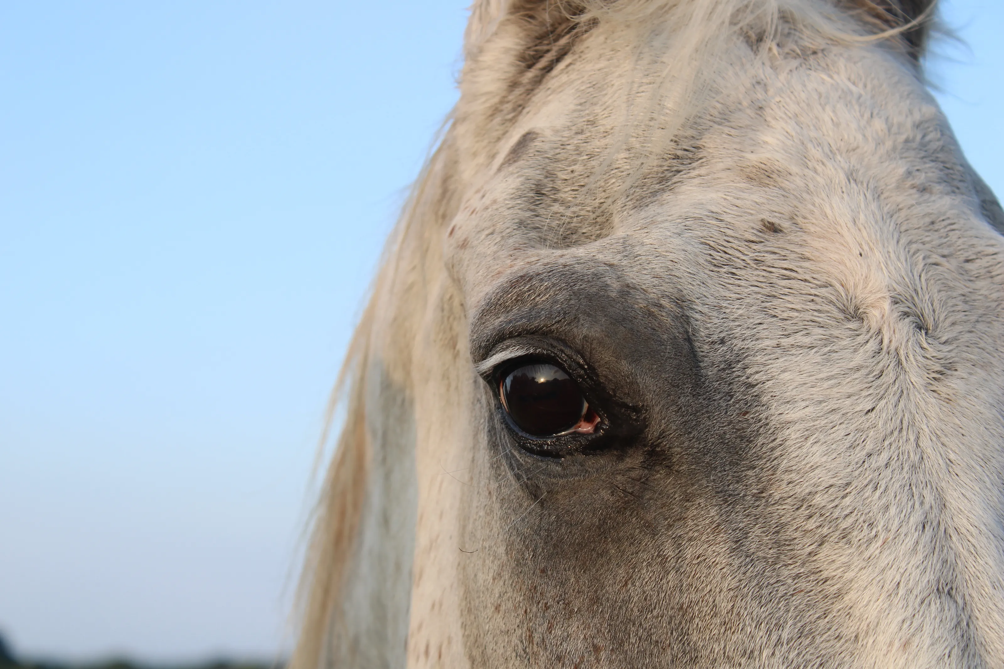 Sunset and a Horse