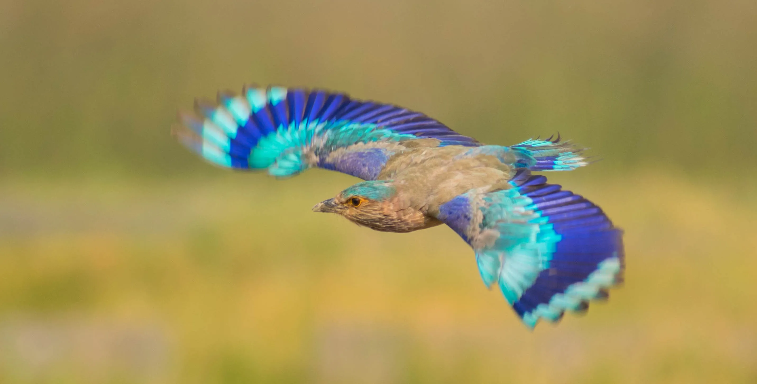 indian roller