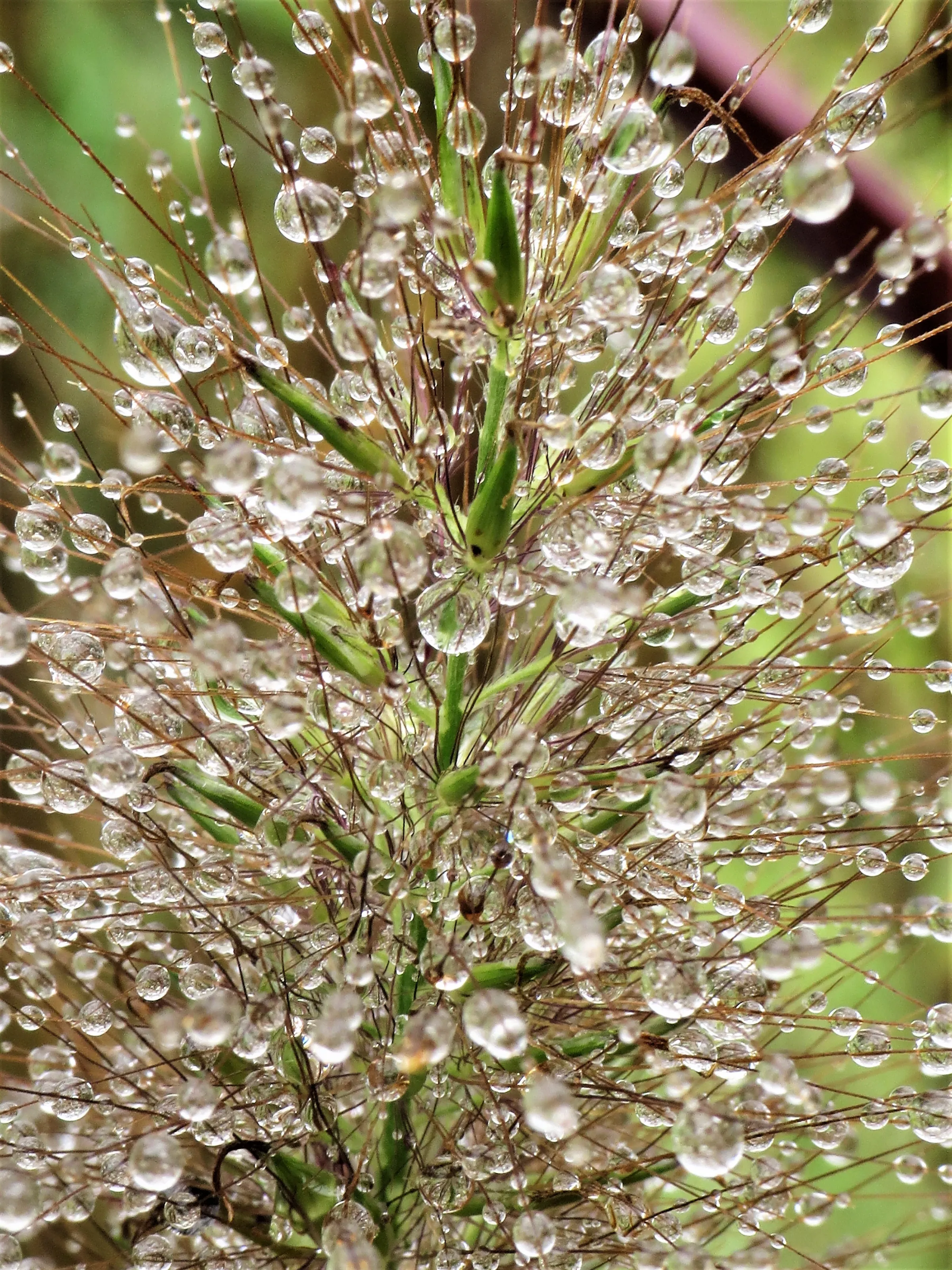 Drops of Water (in colour)