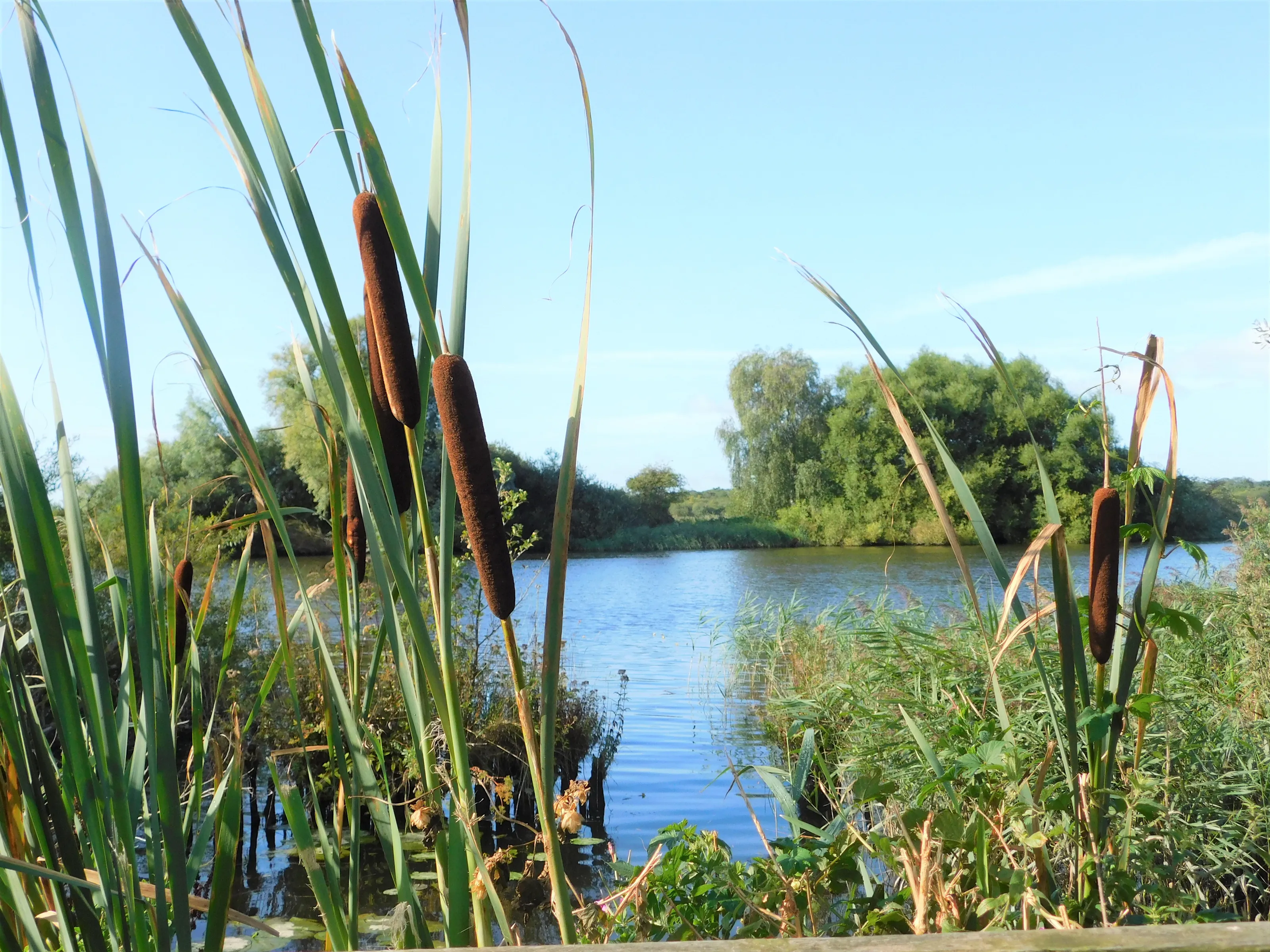Looking across the river