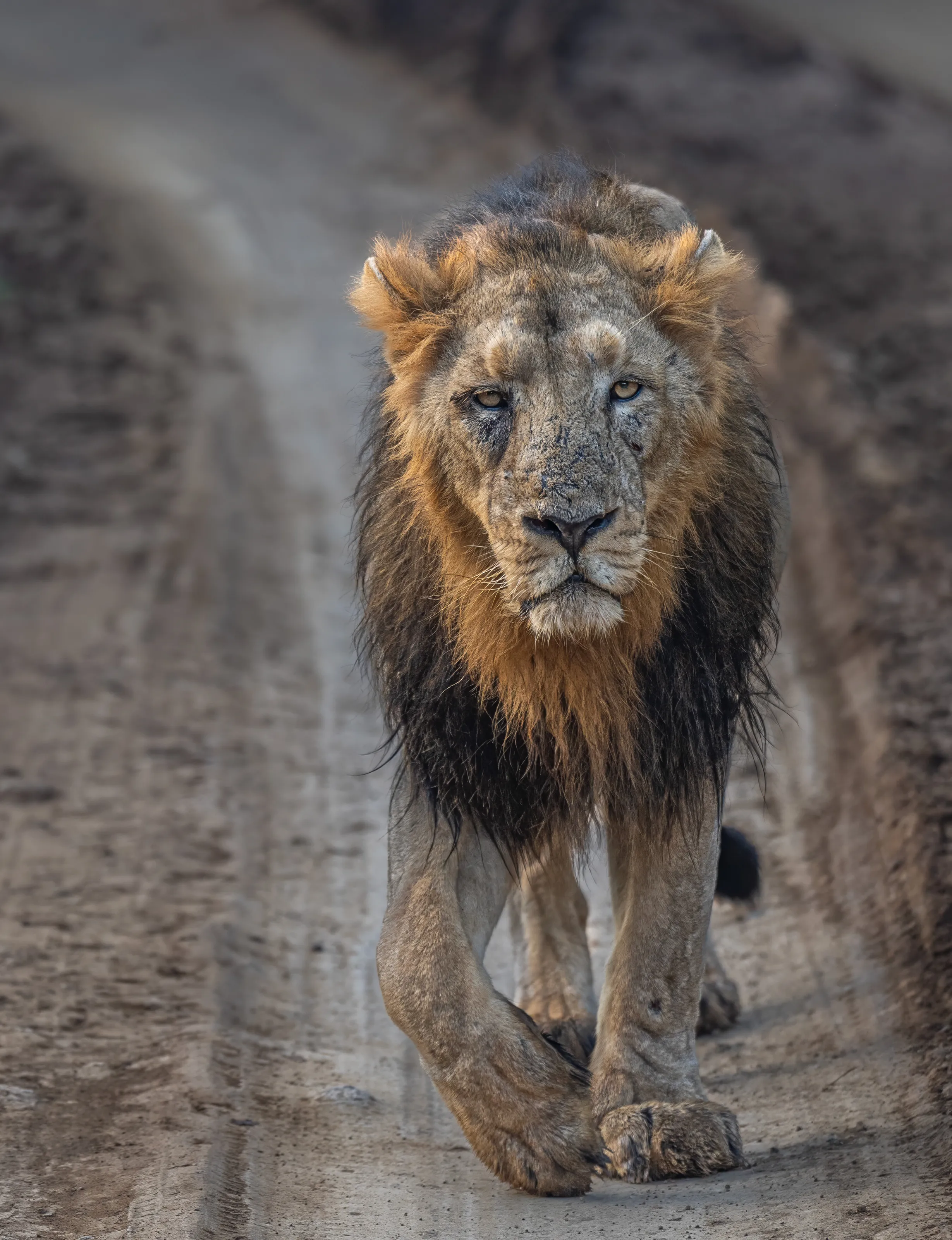 Walk of the Wild Monarch