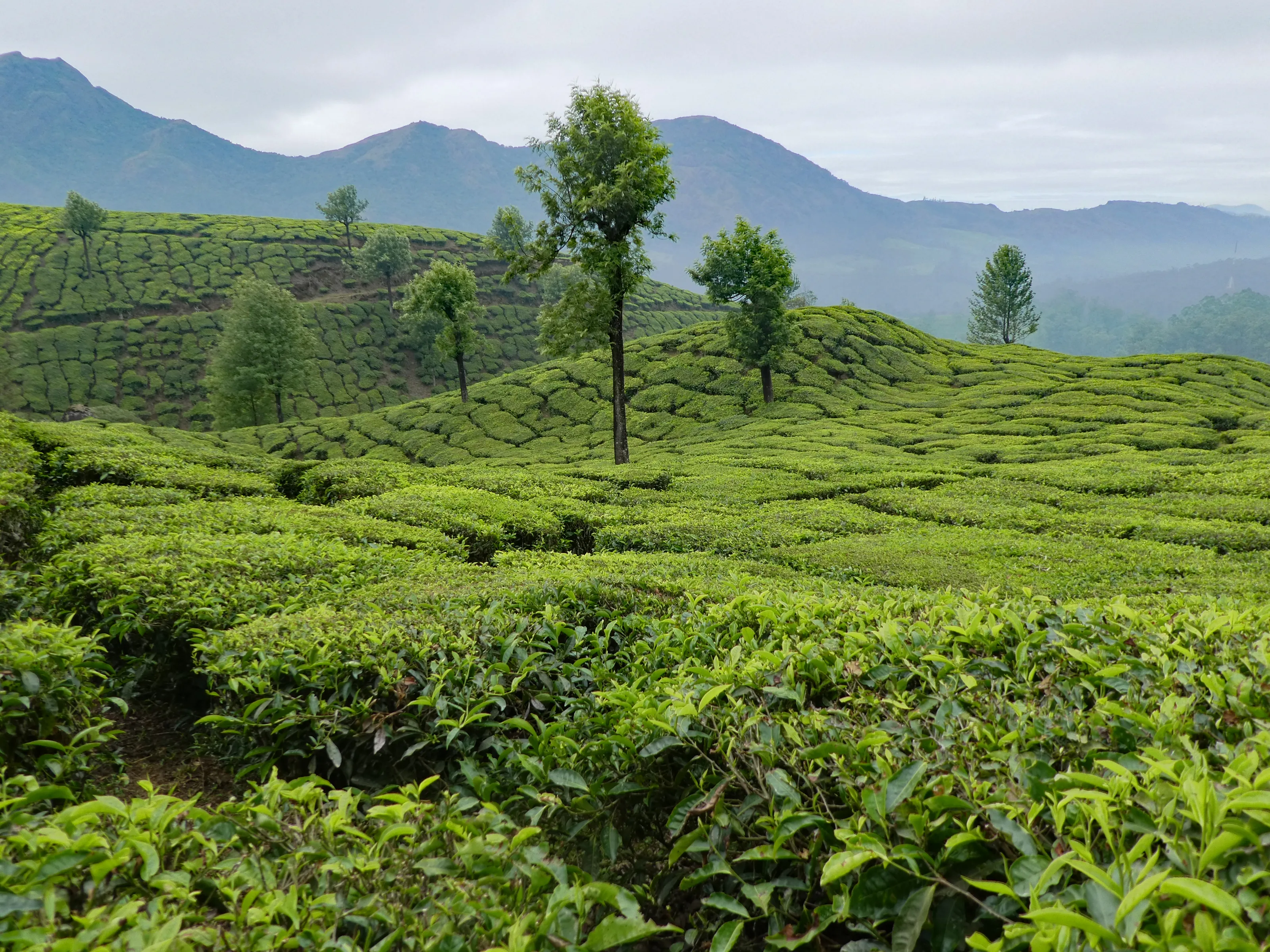 Tea Plantation