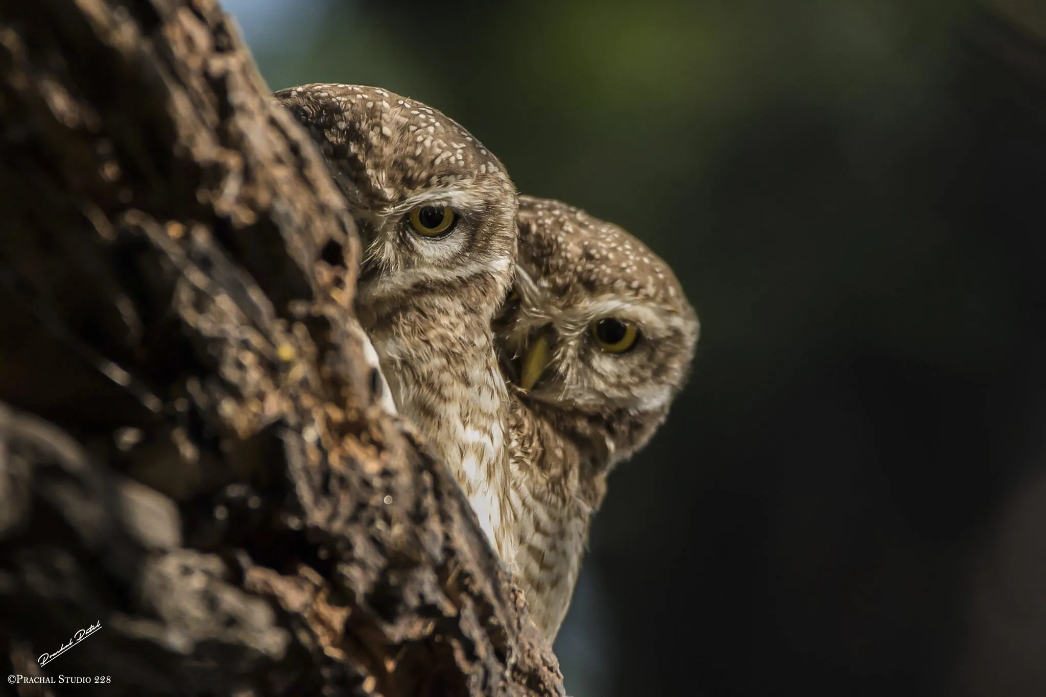 owl