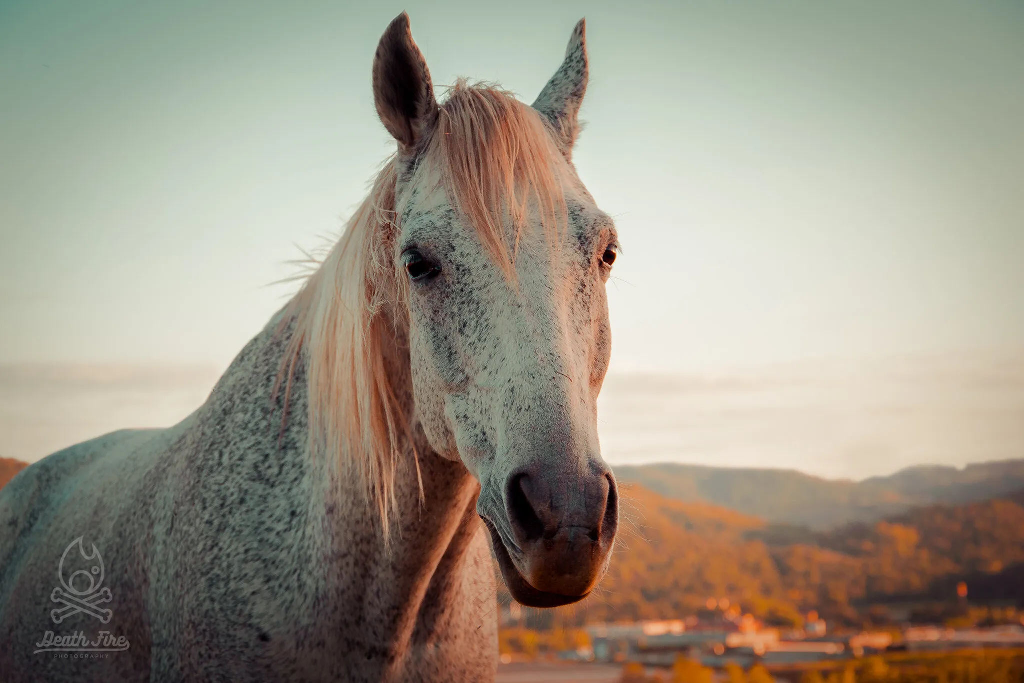 A Horse With No Name