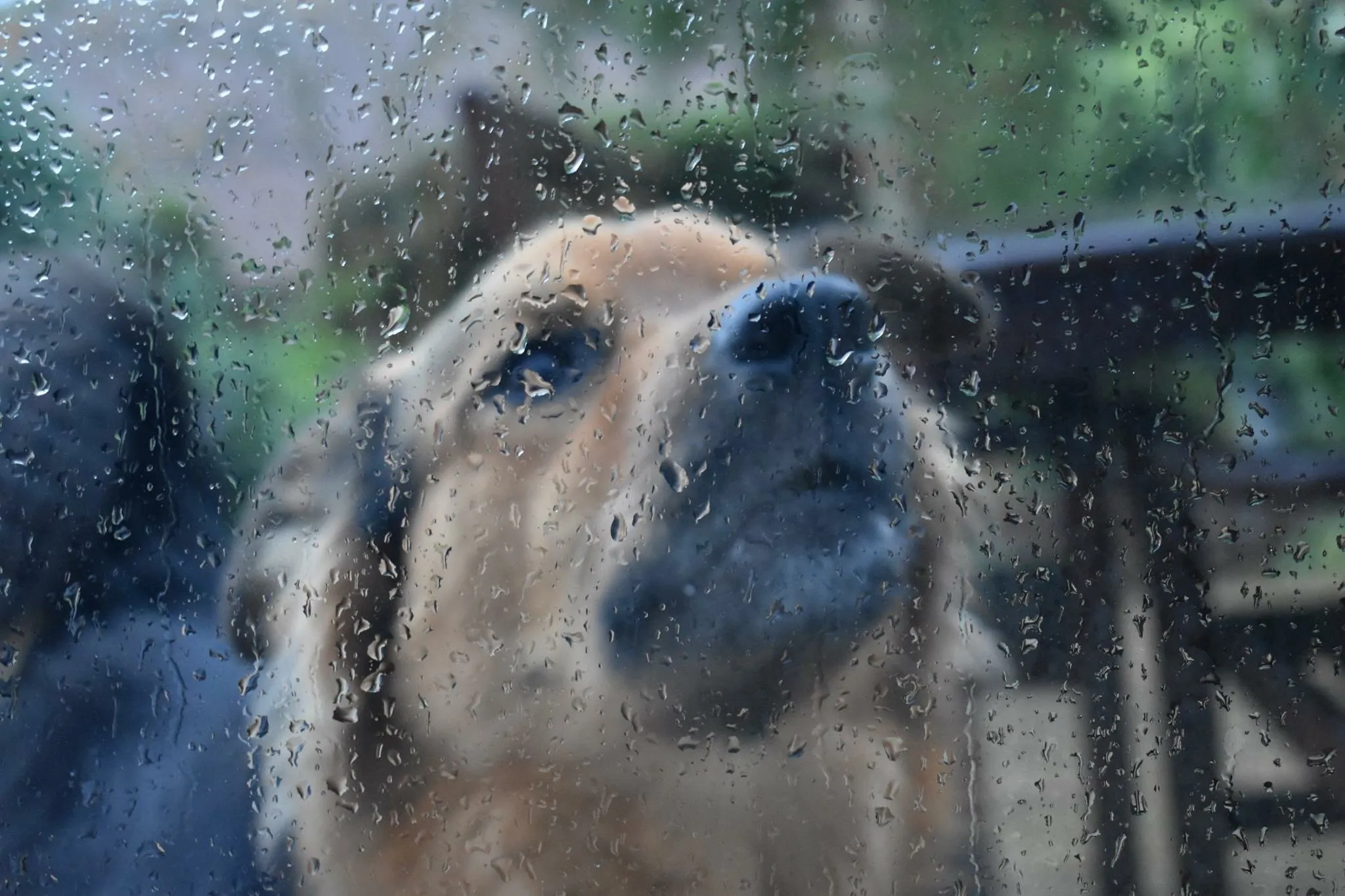 Looking through the window