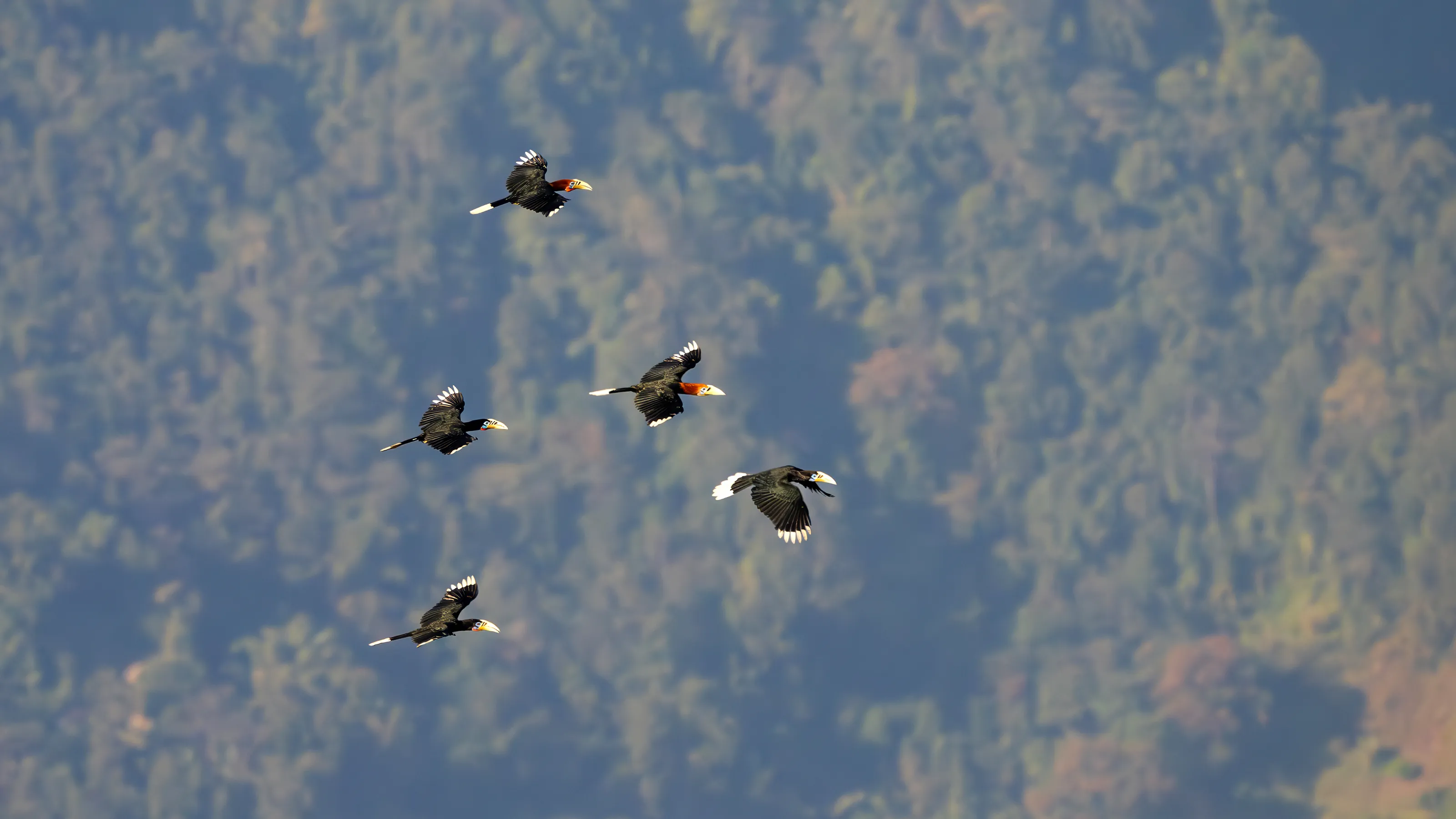 Rufous Necked Hornbill are flying over forest