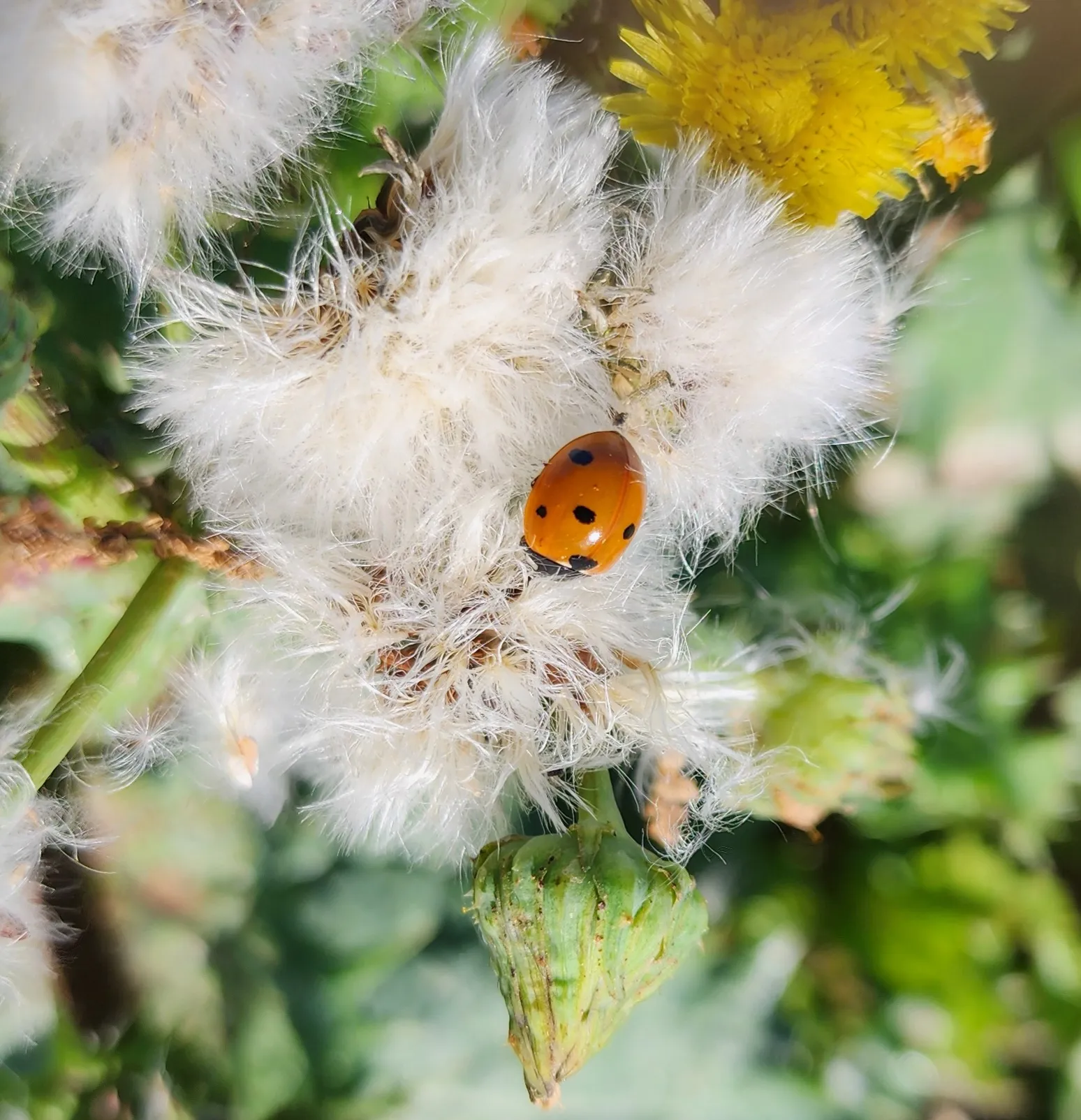 Lounging Ladybug