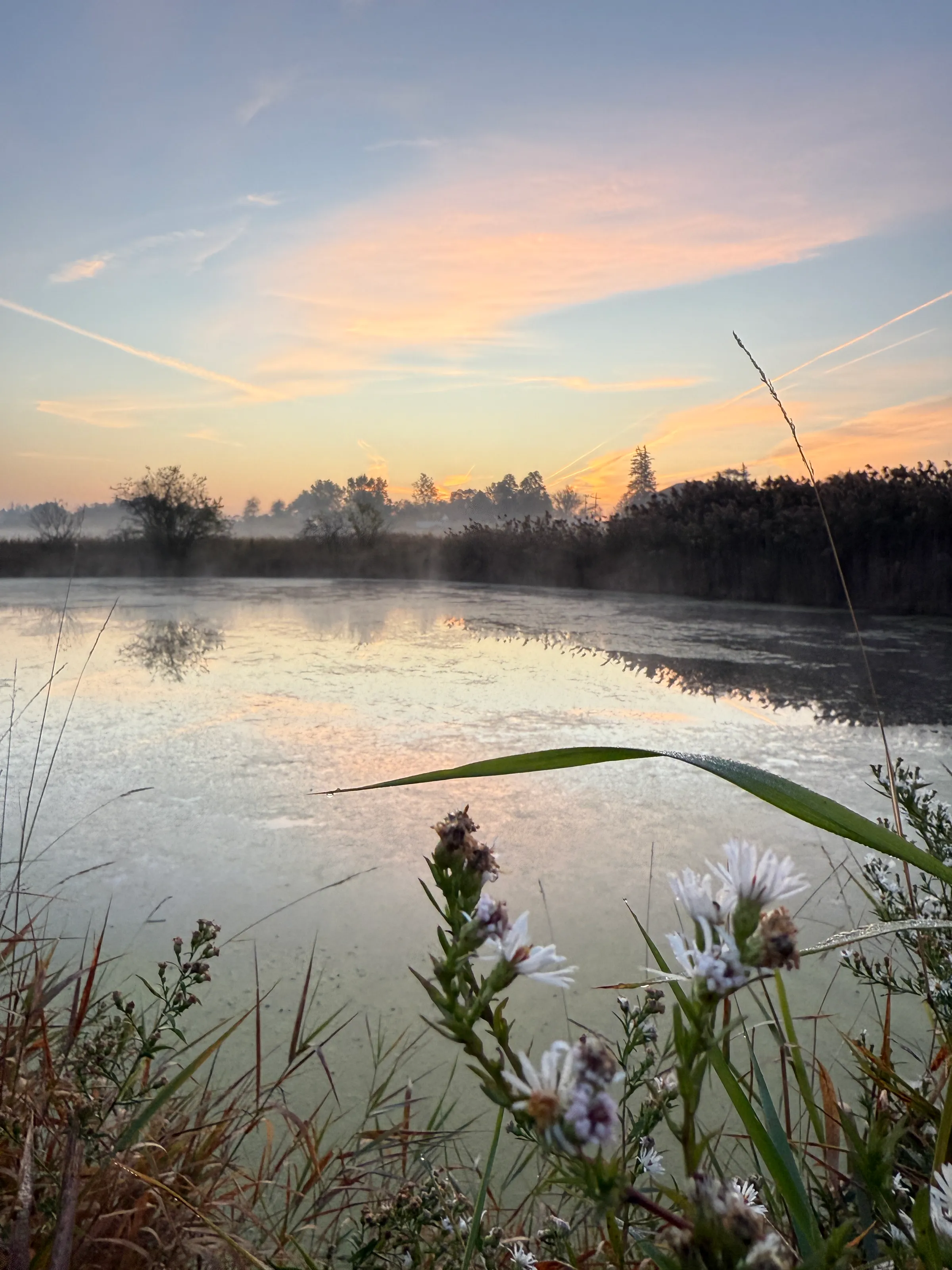 Early morning pond