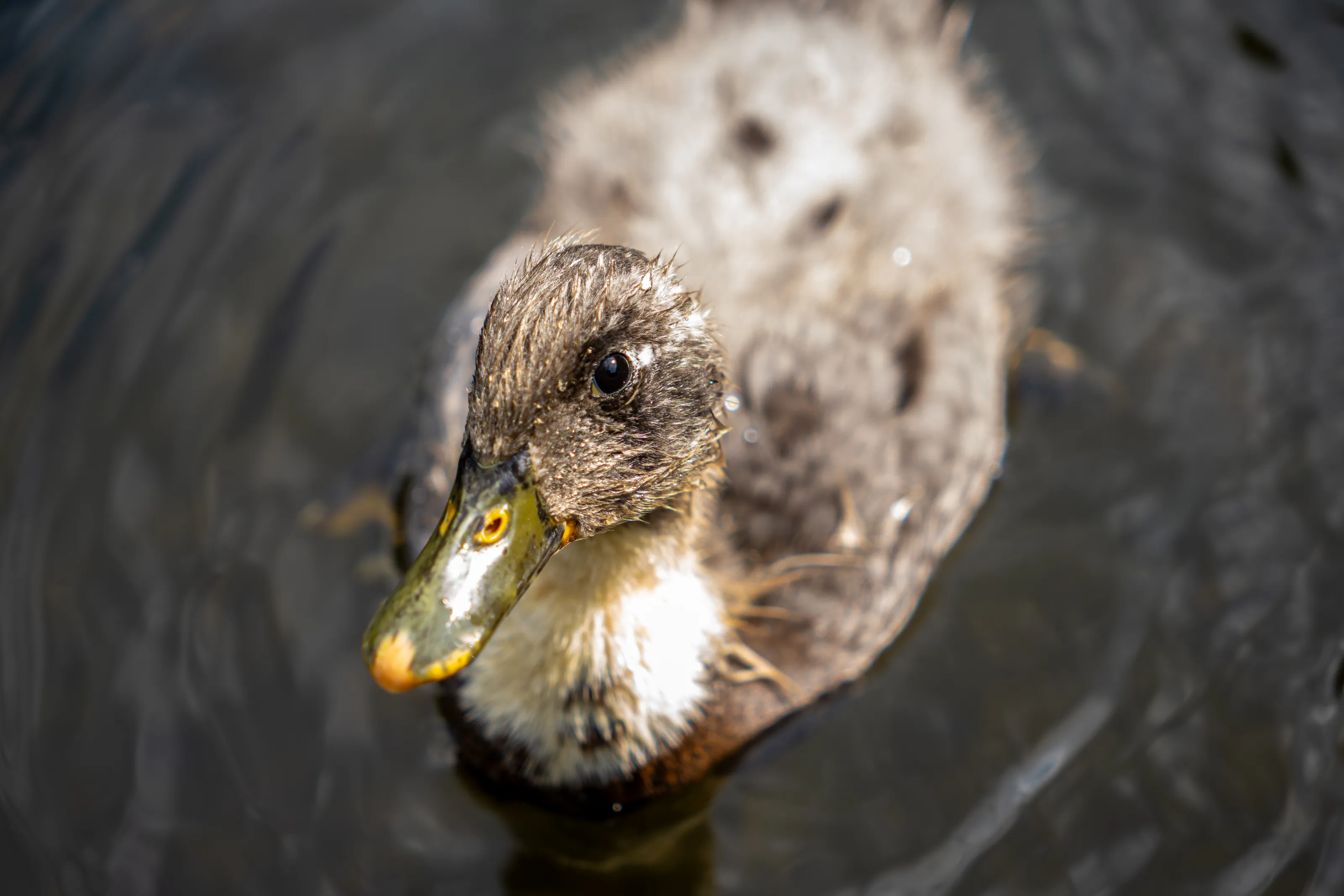 The intrigued duck