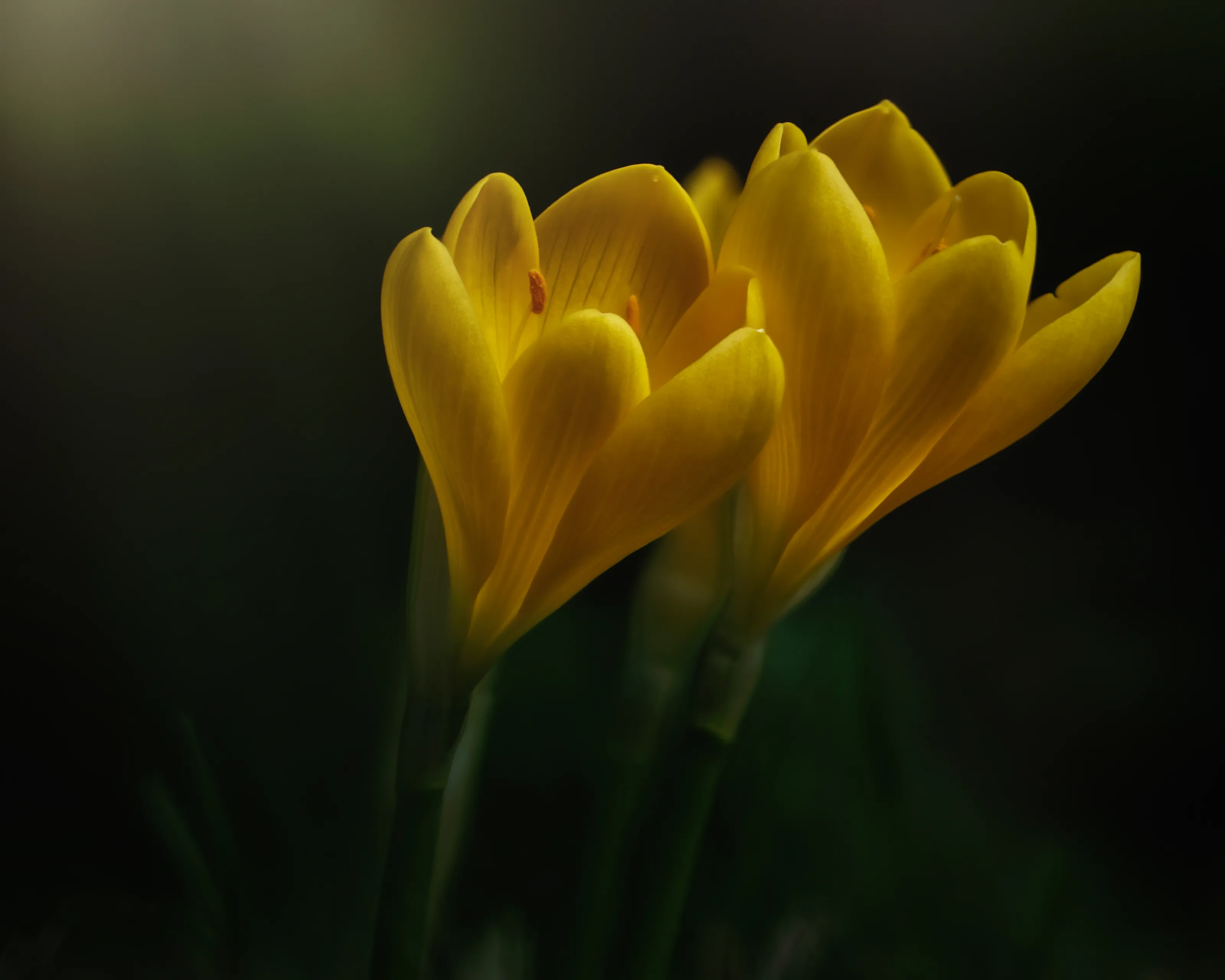 Beautiful Flowers in Nature