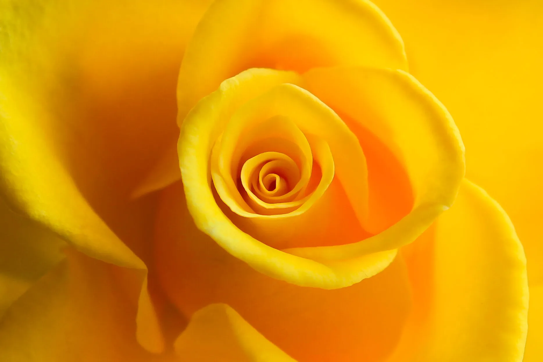 The colour yellow (revised brief)