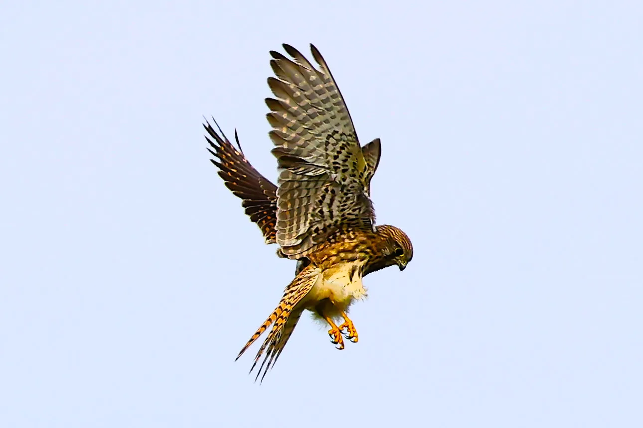 Kestrel hunting