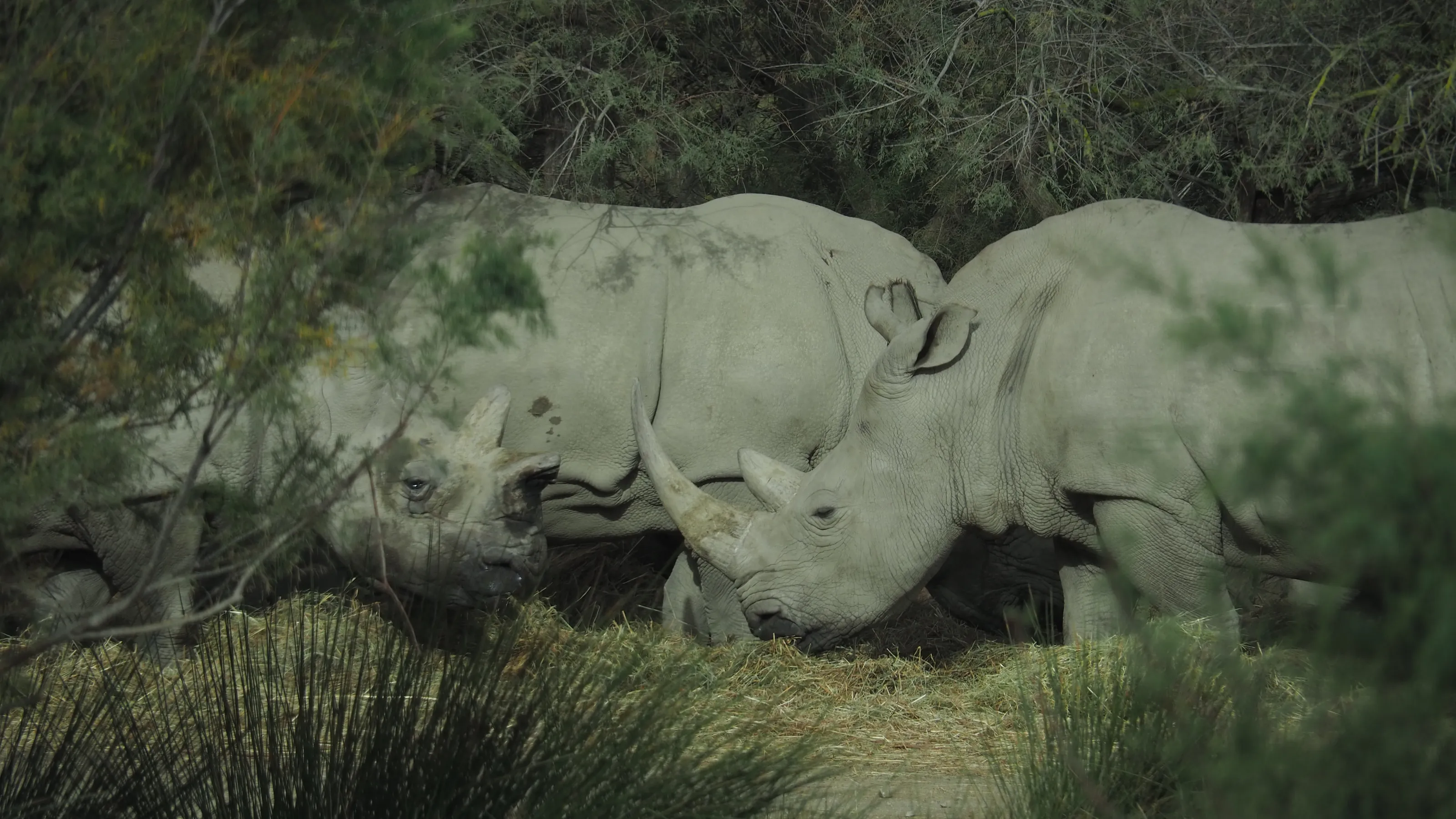 wild horns