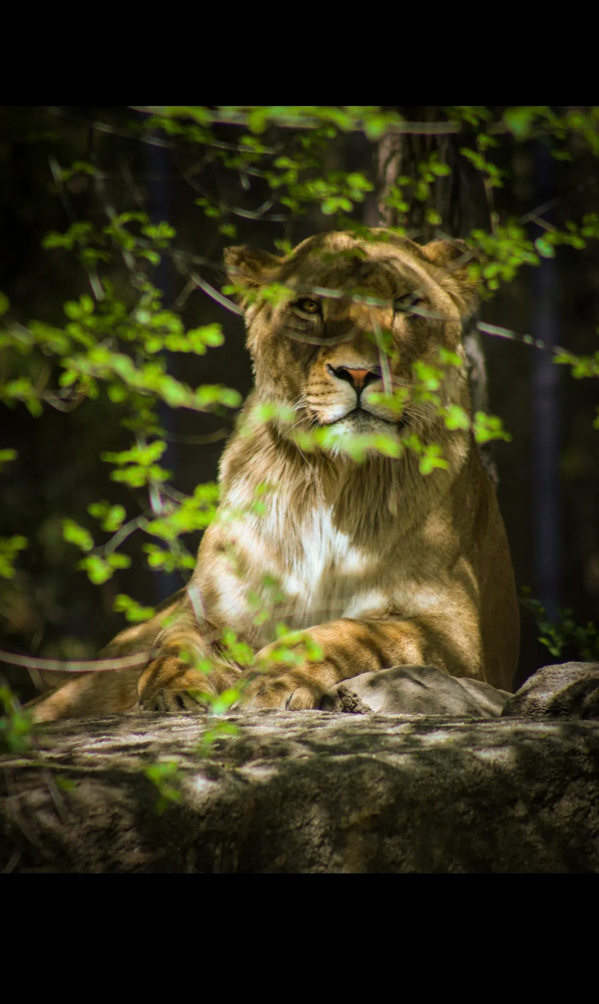 Your highness