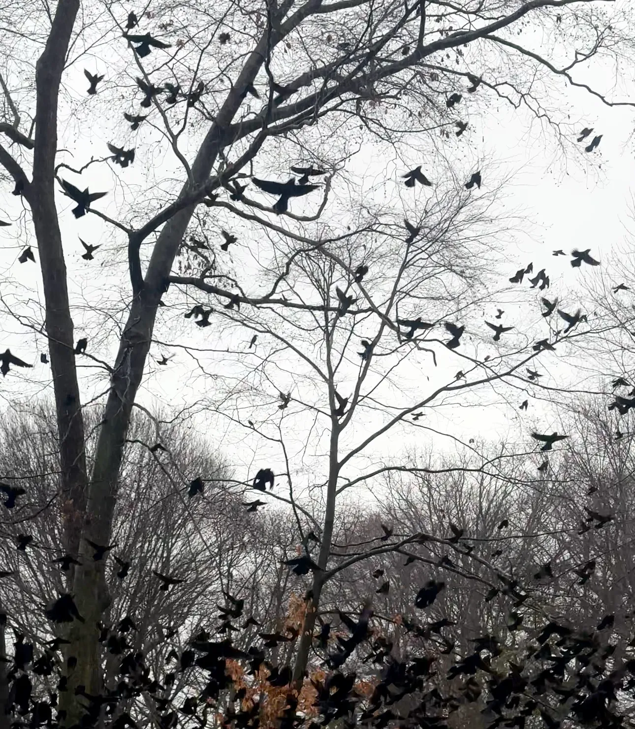 BIRDSTORM