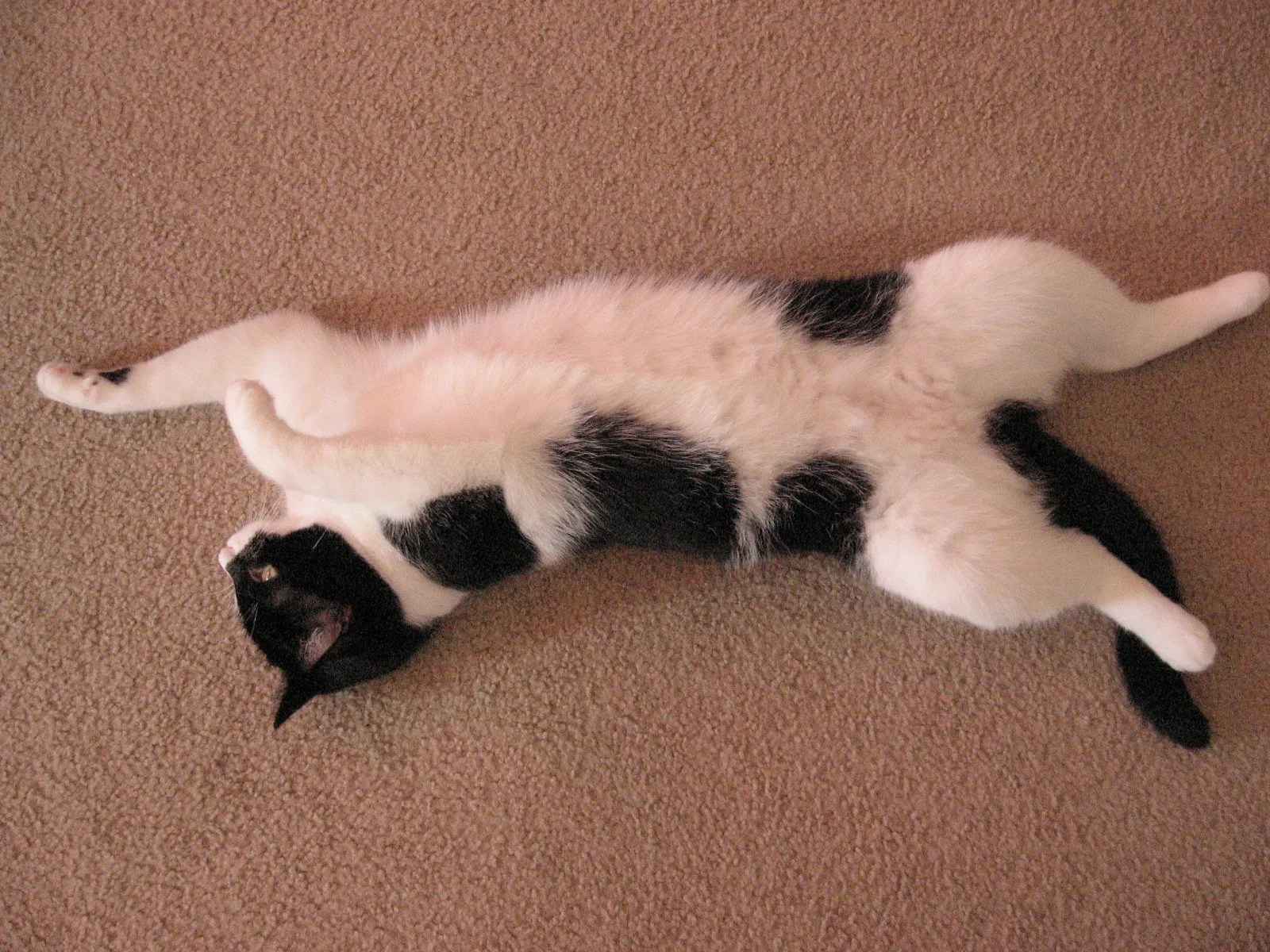 Cats and Dogs in Strange Positions