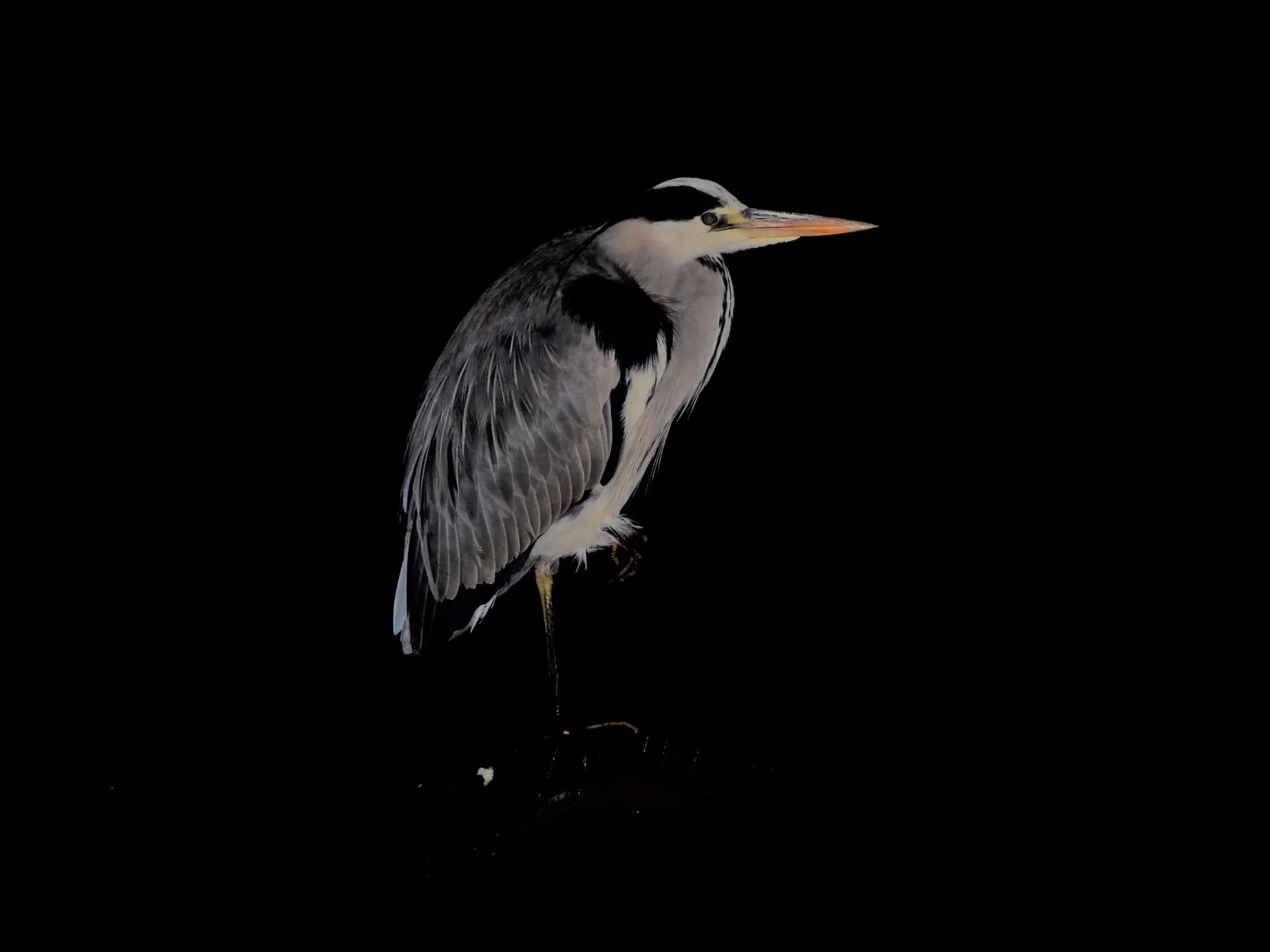Heron In The Night