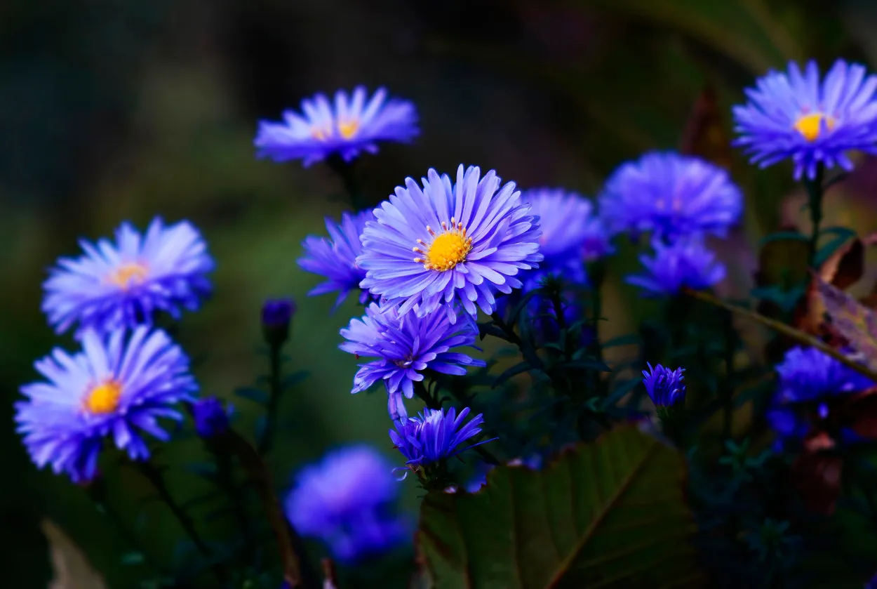 Entry 27538587
