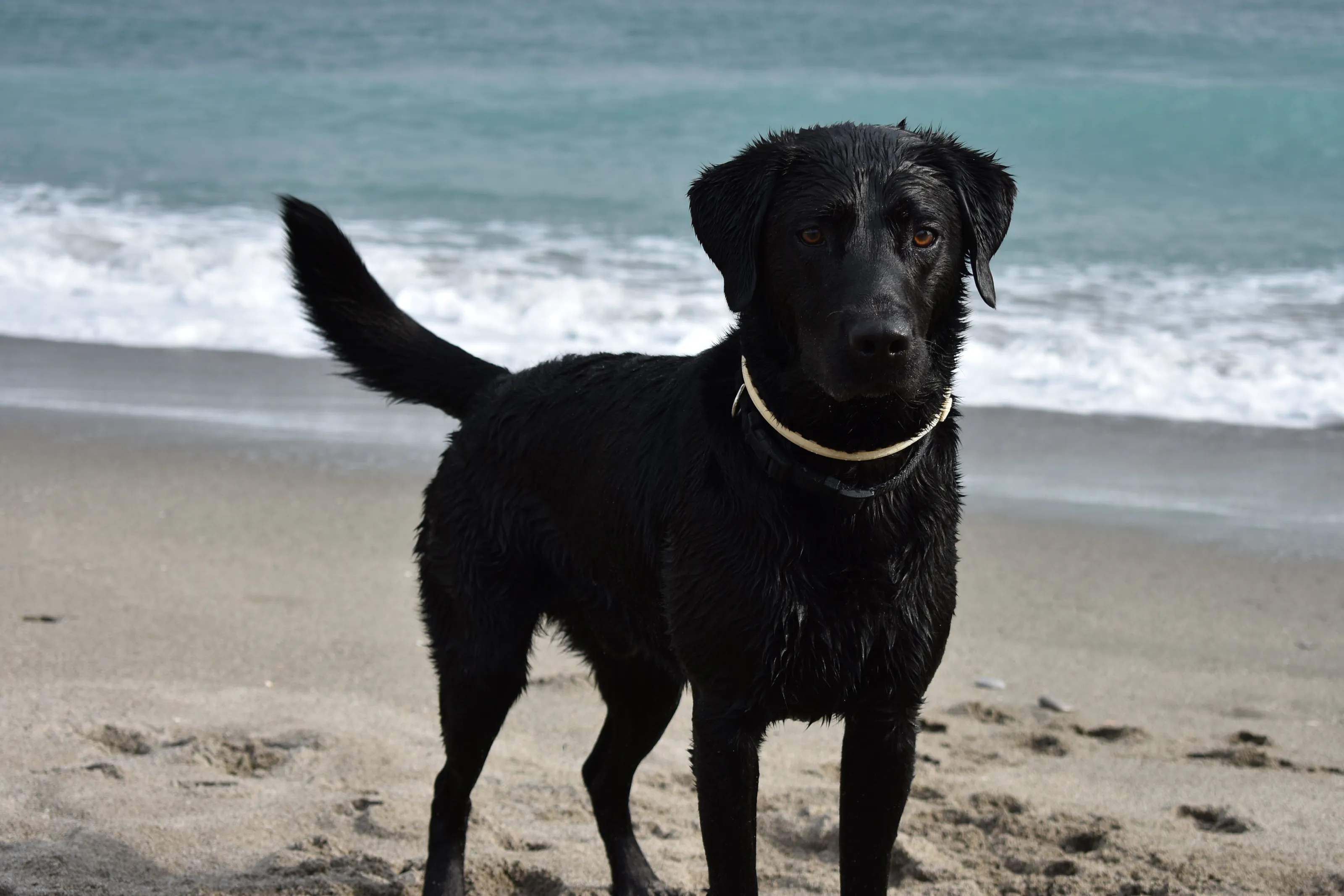 Black Lab