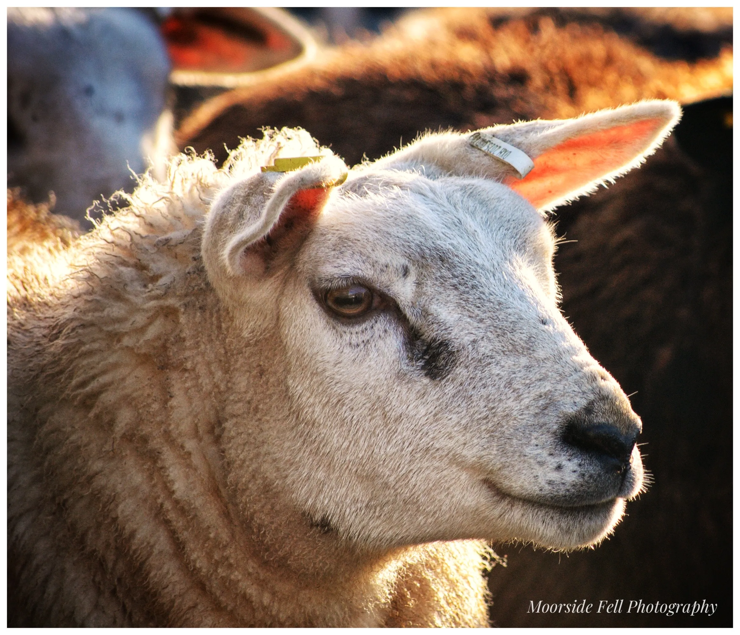 Texel sheep