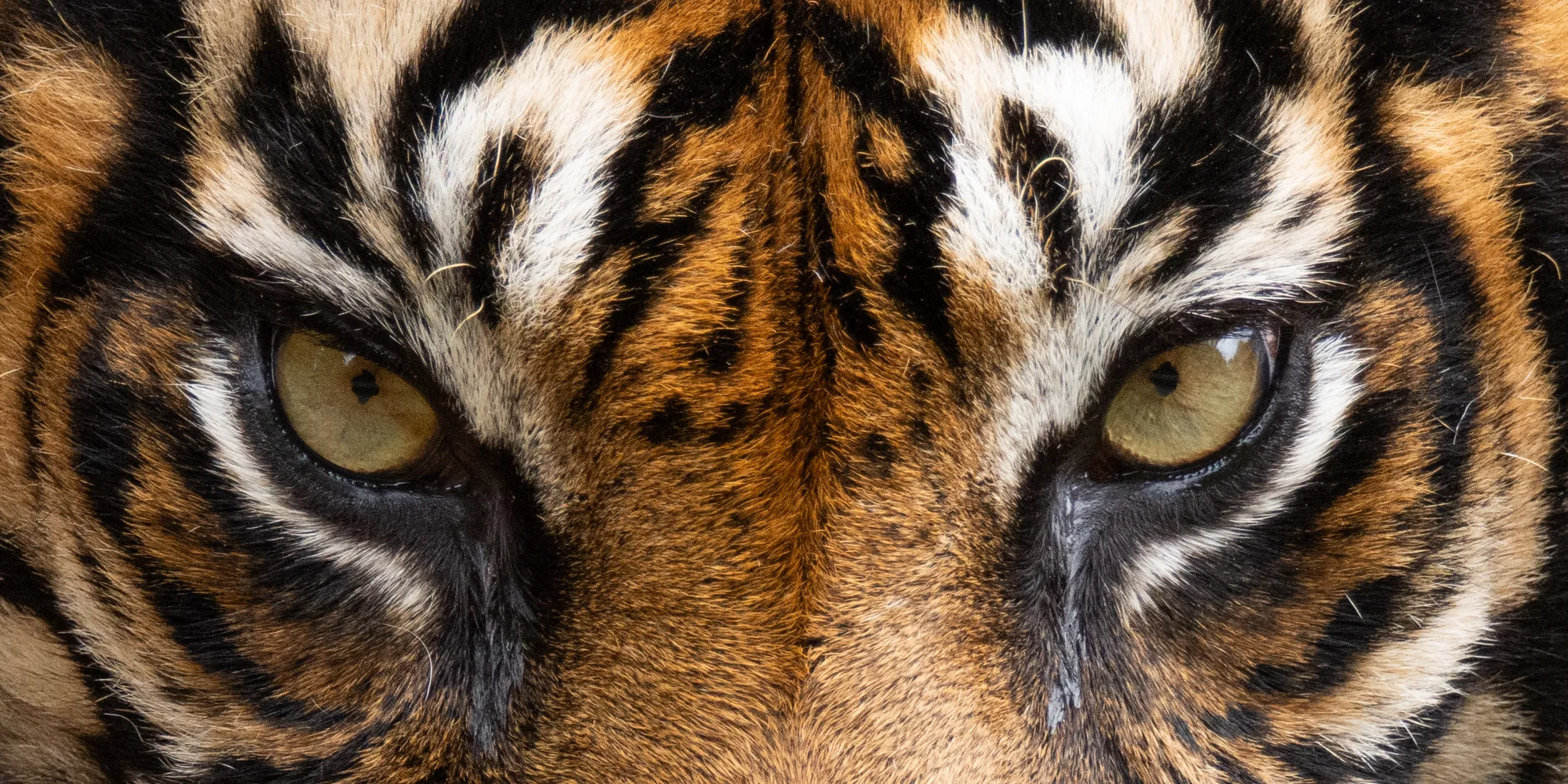 Tiger Eyes | Dudley Zoo, UK