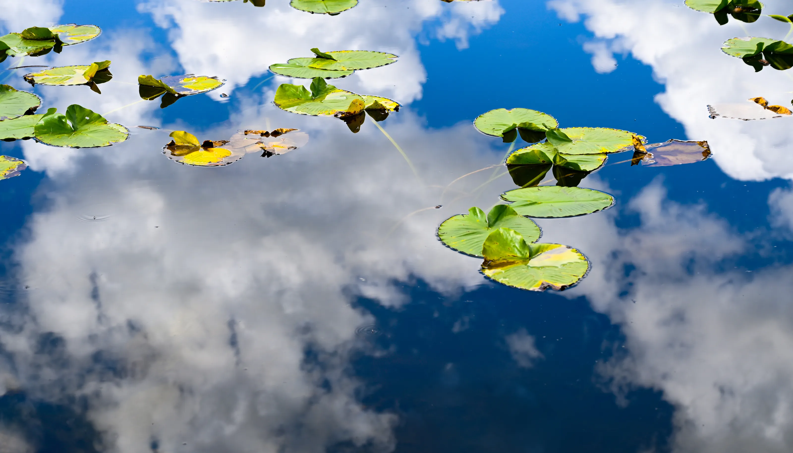 Quiet Reflection