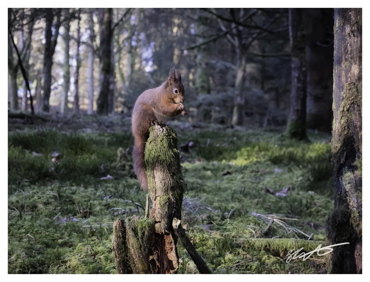 Secret Red Squirrell
