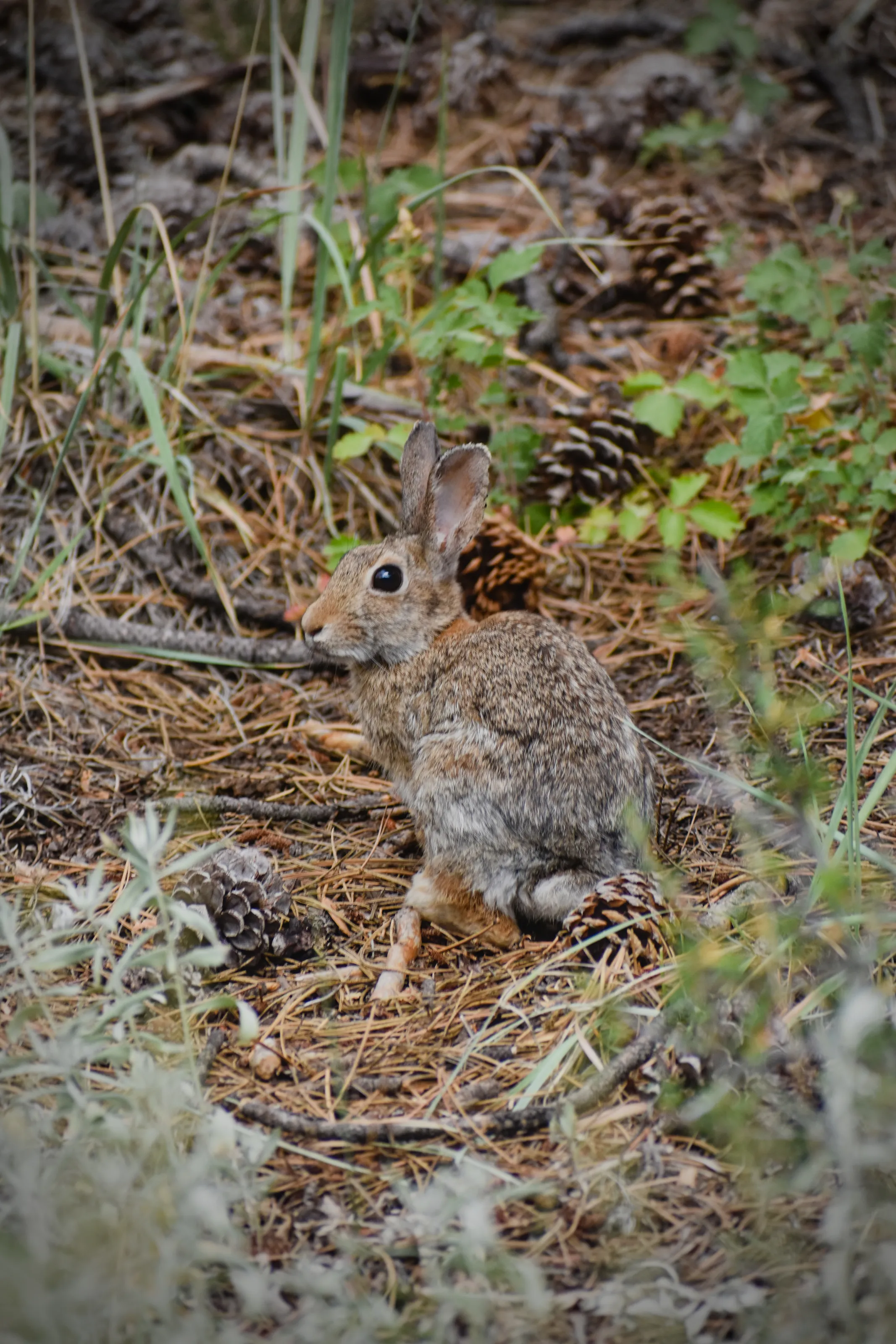 Bunny