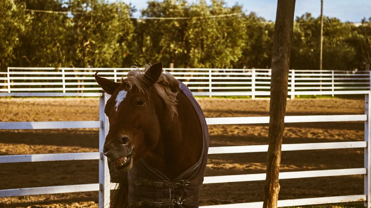 Rizz horse