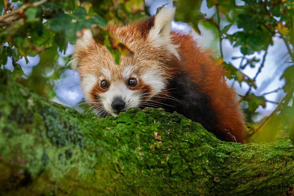 Red Pandas
