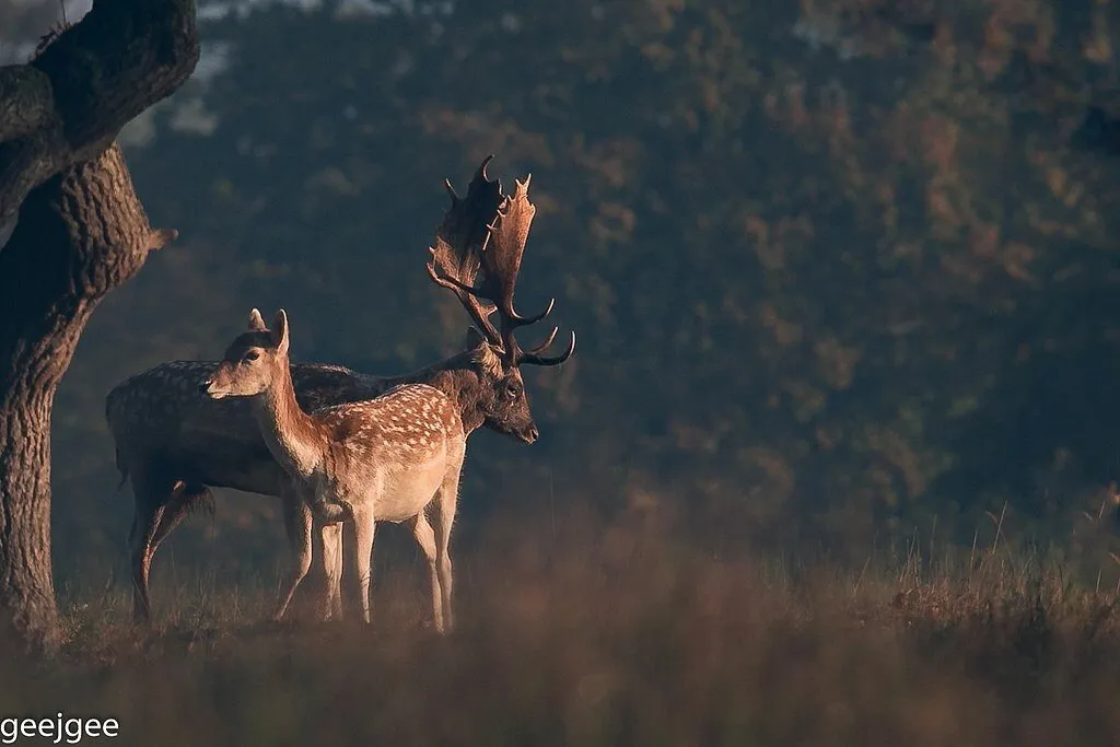 Fallow deer in the morning sun.