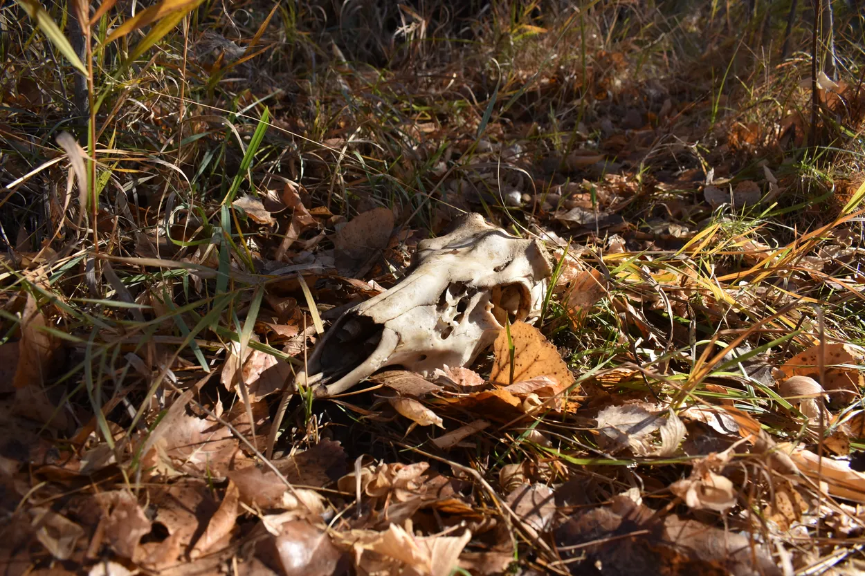 Deer Skull In The Fading Sunlight