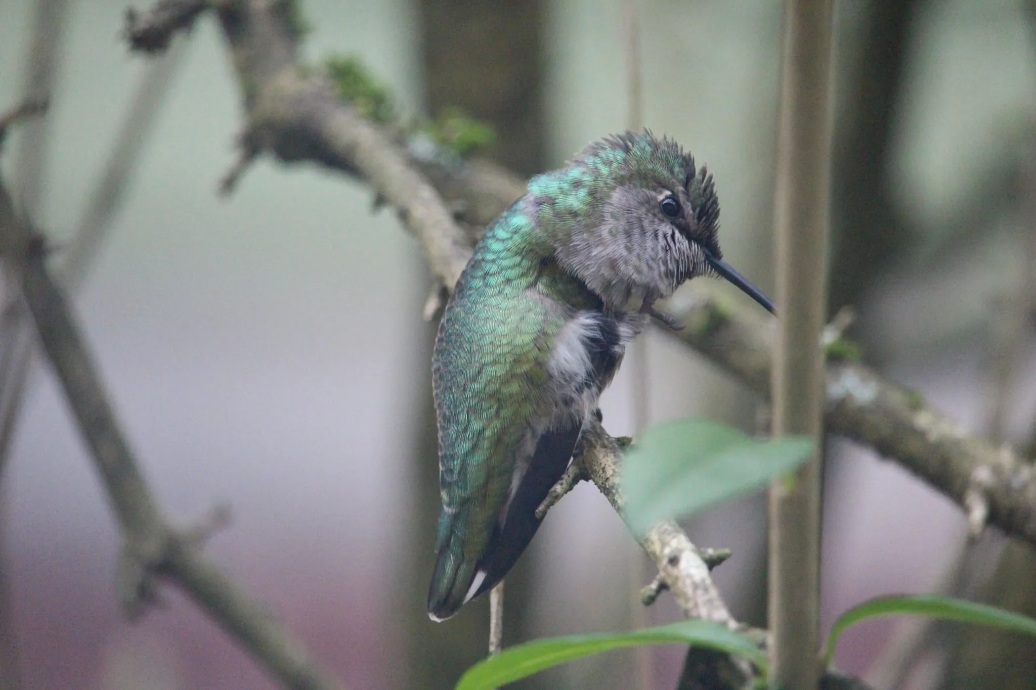 Female Anna’s hummingbird