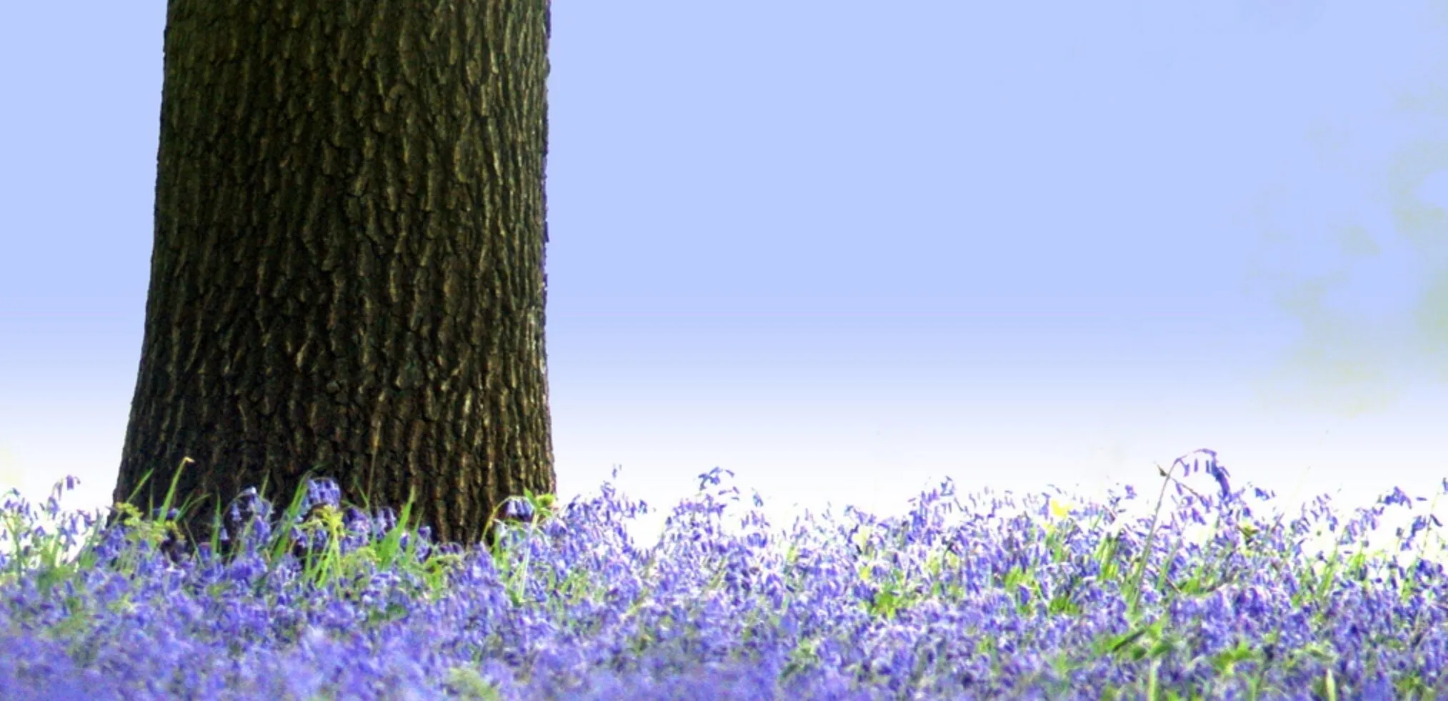 Tree trunk with bluebells