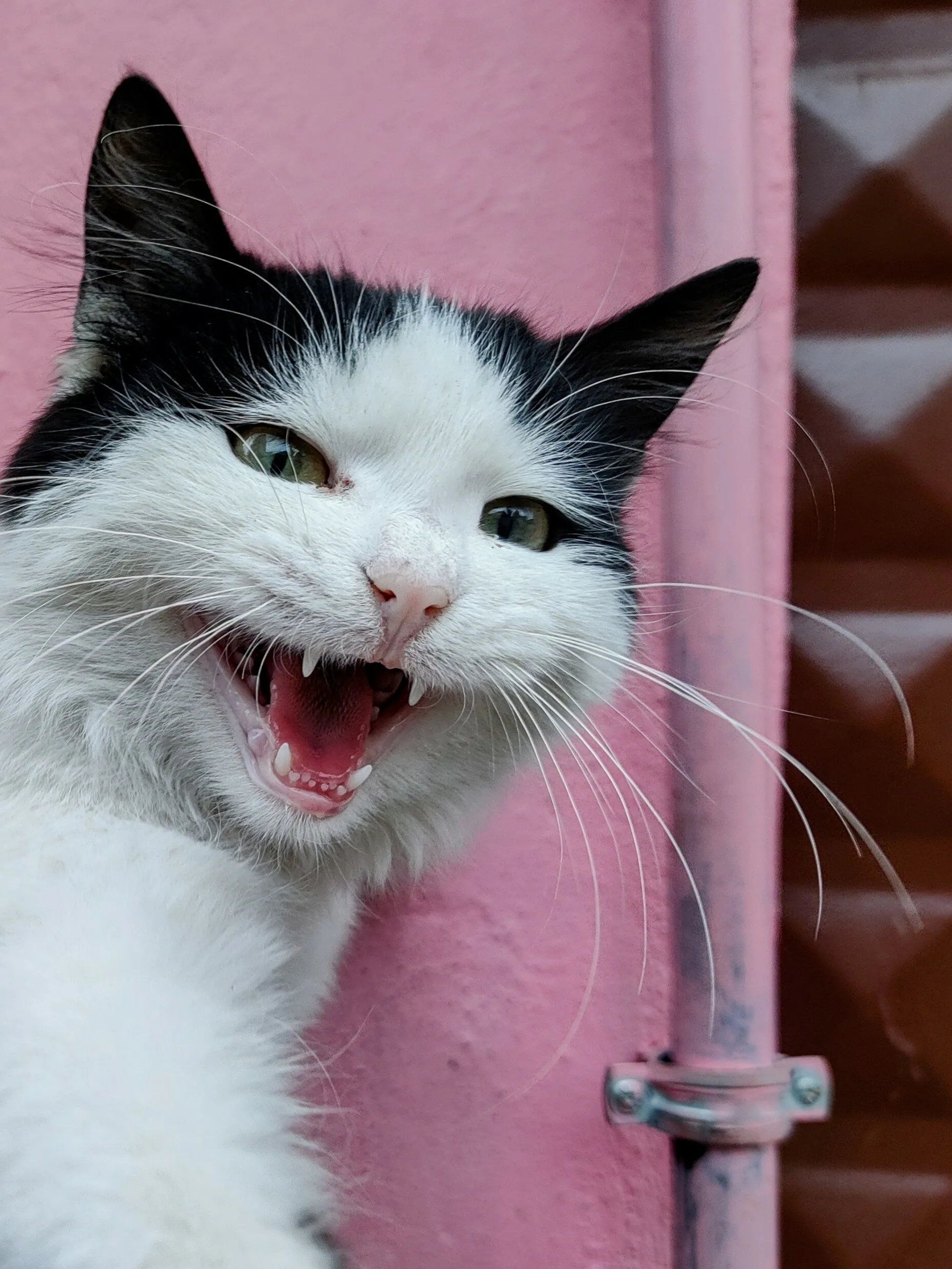 Pet Animals' Teeth