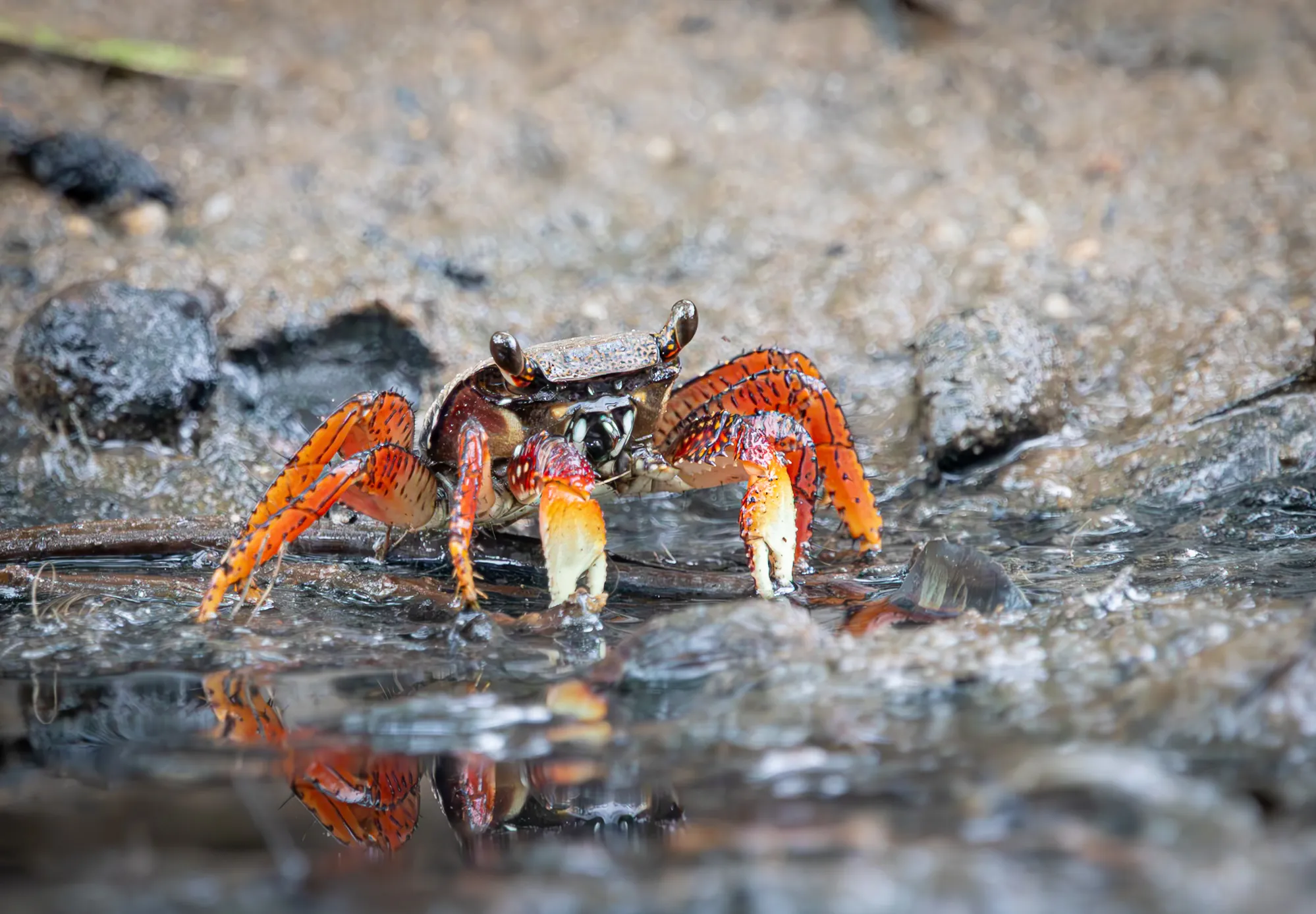 Crustaceans (in colour)