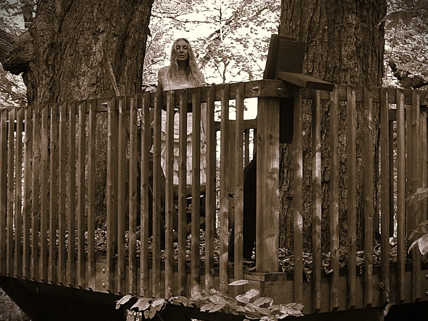 Meet Me at the Tree