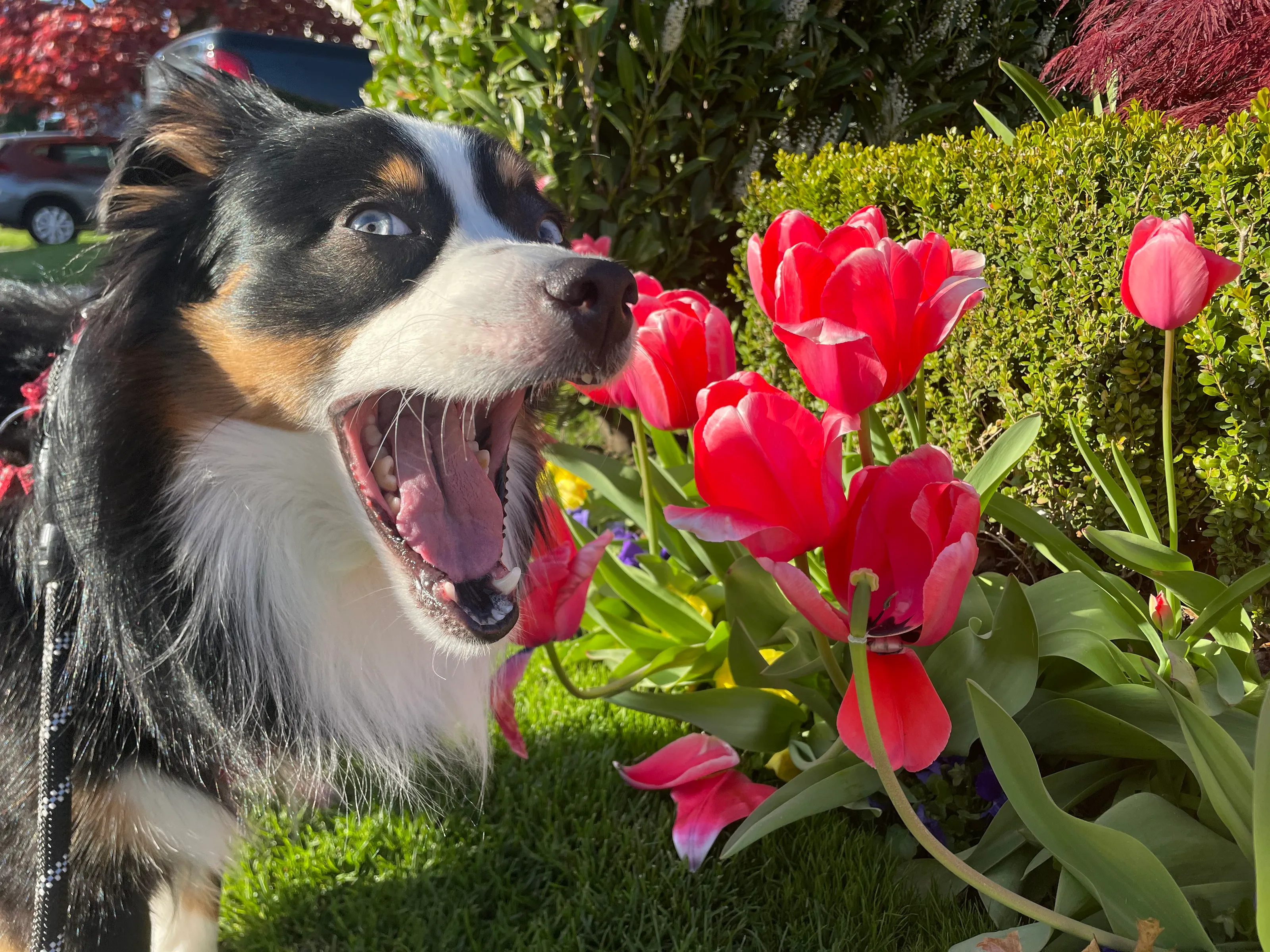 Kody loves flowers