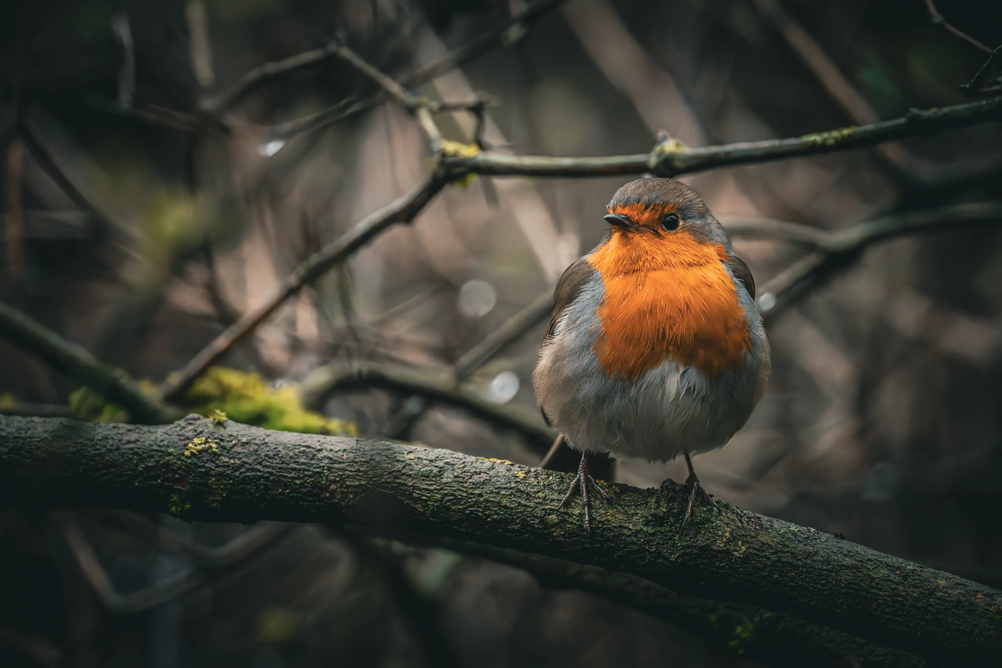 The Purposeful Robin