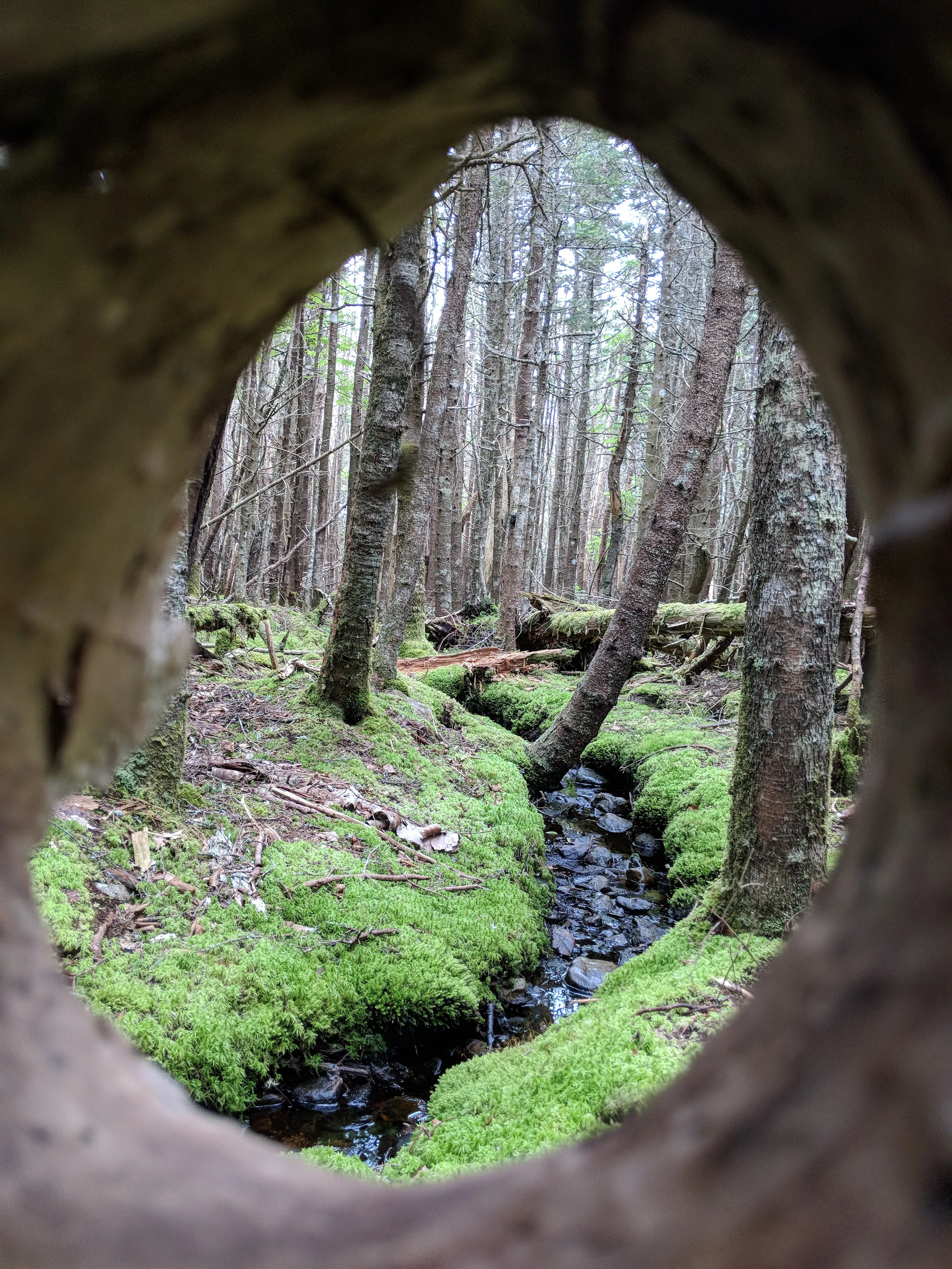 Maine moss